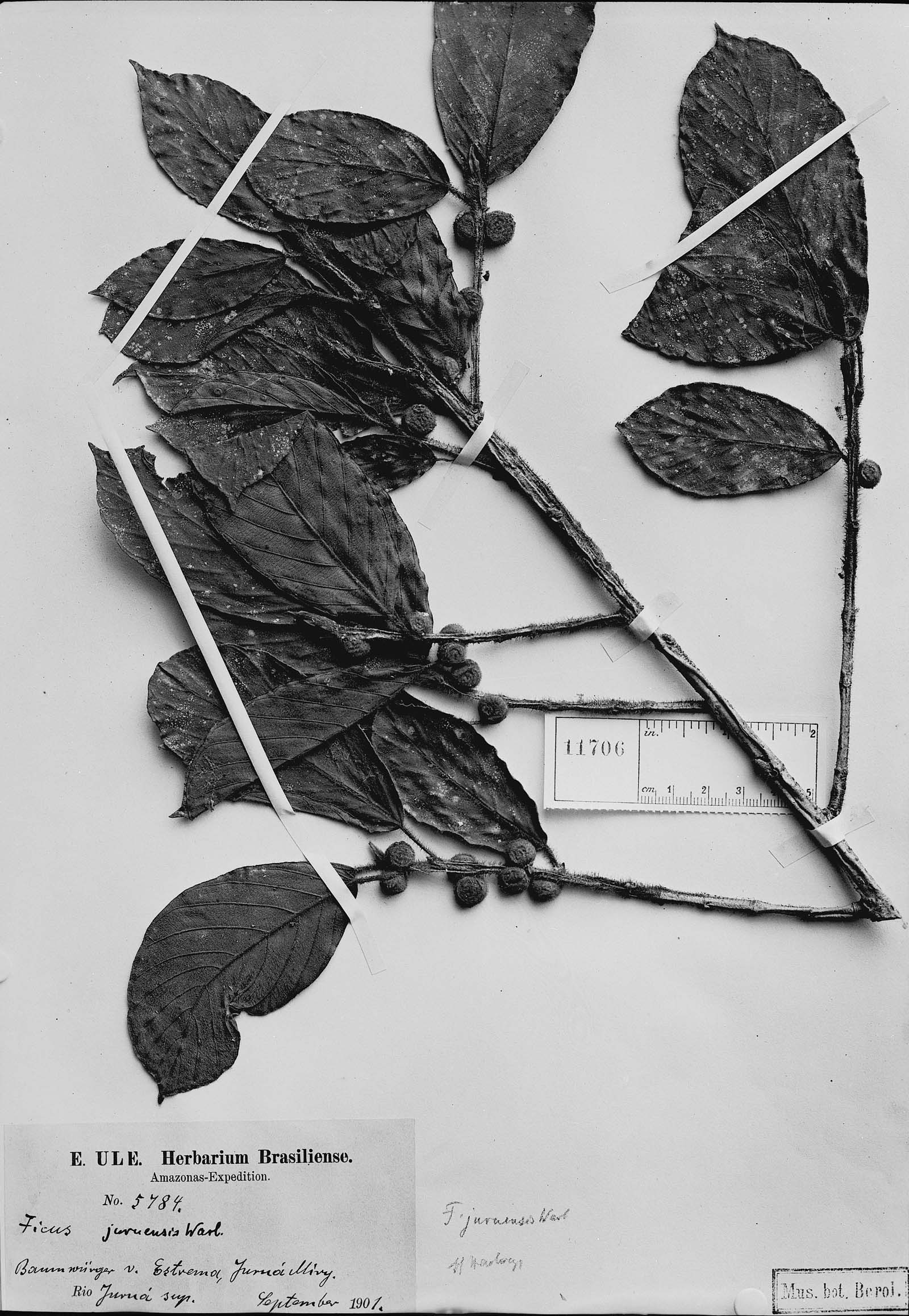 Ficus juruensis image