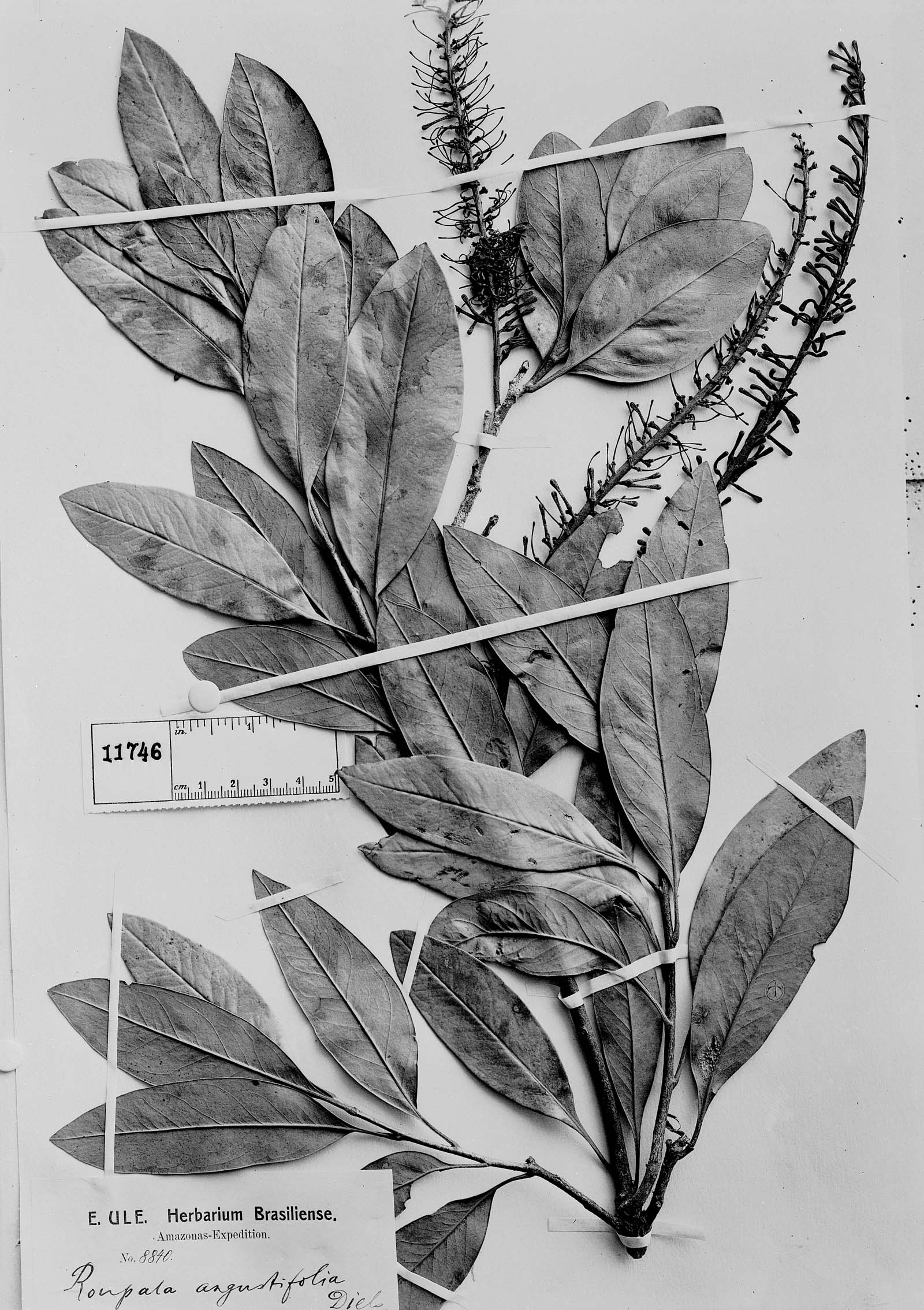 Roupala angustifolia image