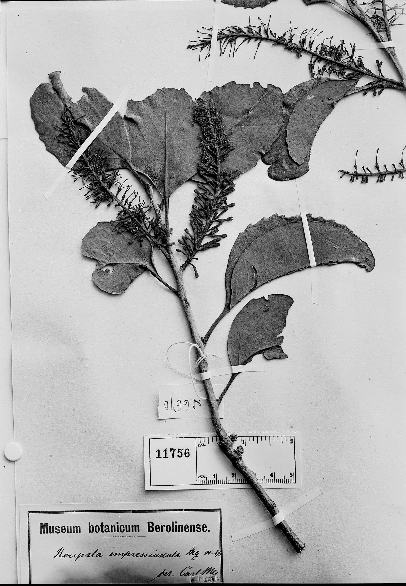 Roupala montana var. impressiuscula image