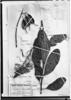 Oreocallis mucronata image