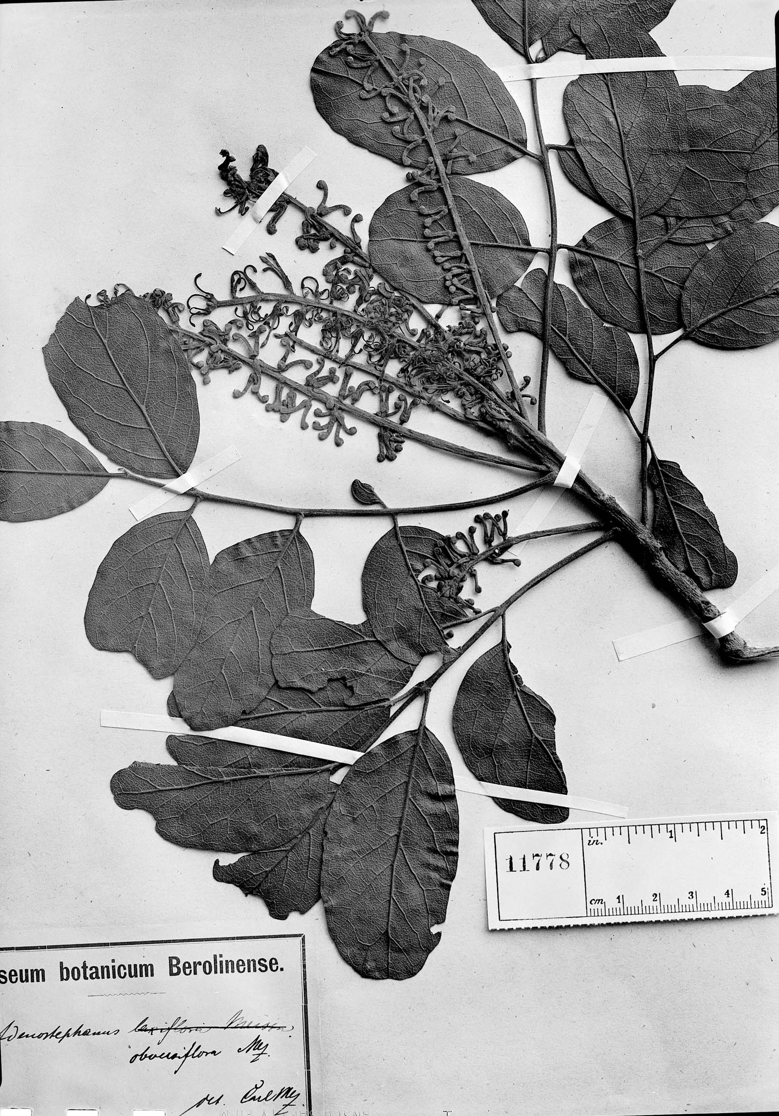 Euplassa organensis subsp. organensis image
