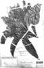 Panopsis suaveolens image