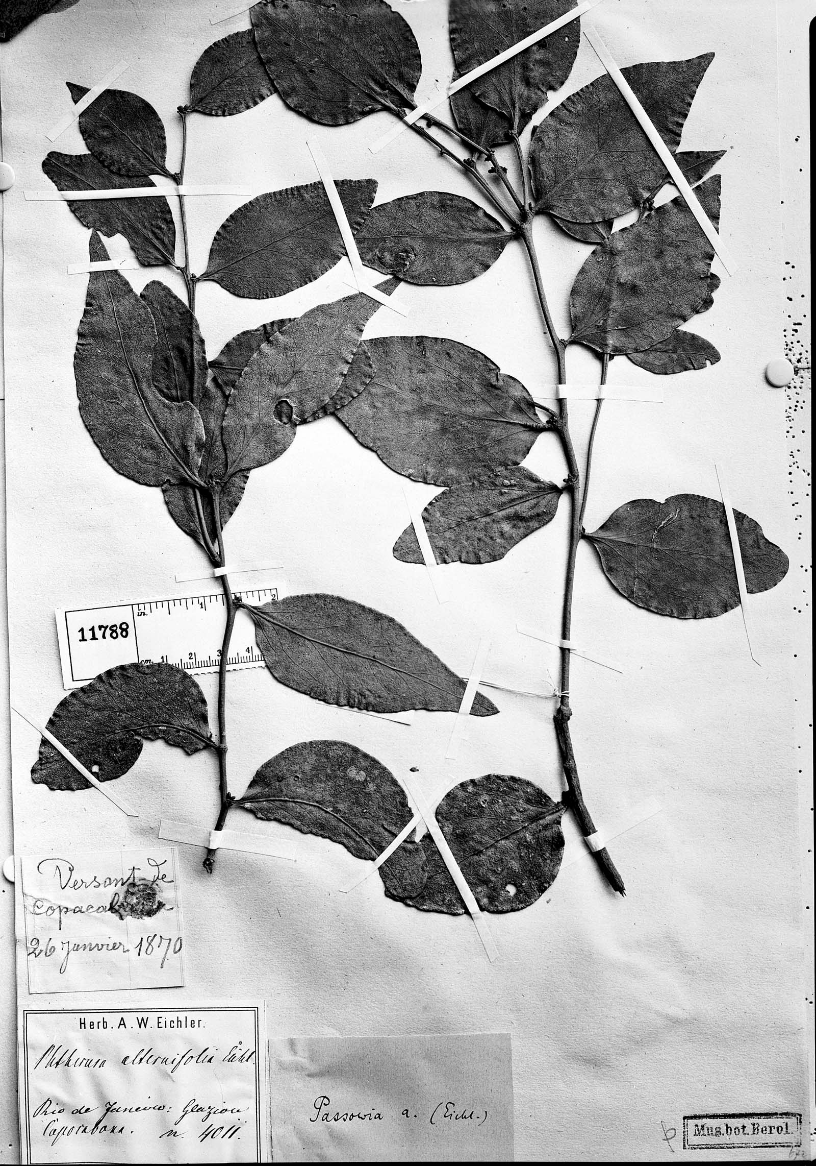 Cladocolea alternifolia image