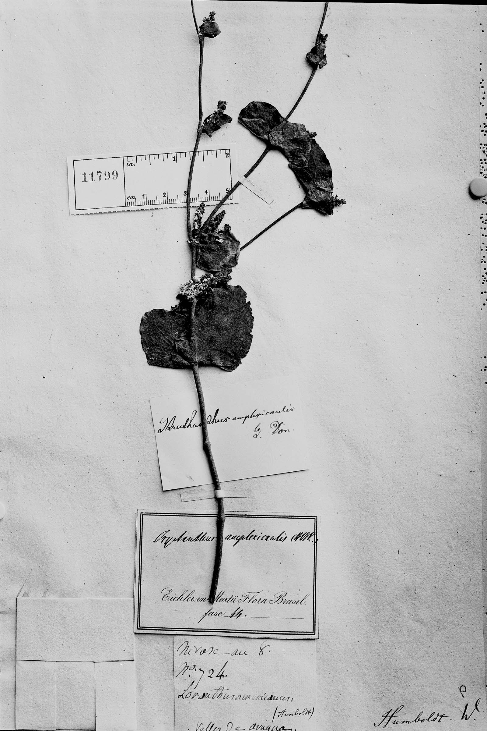 Oryctanthus alveolatus var. amplexicaulis image