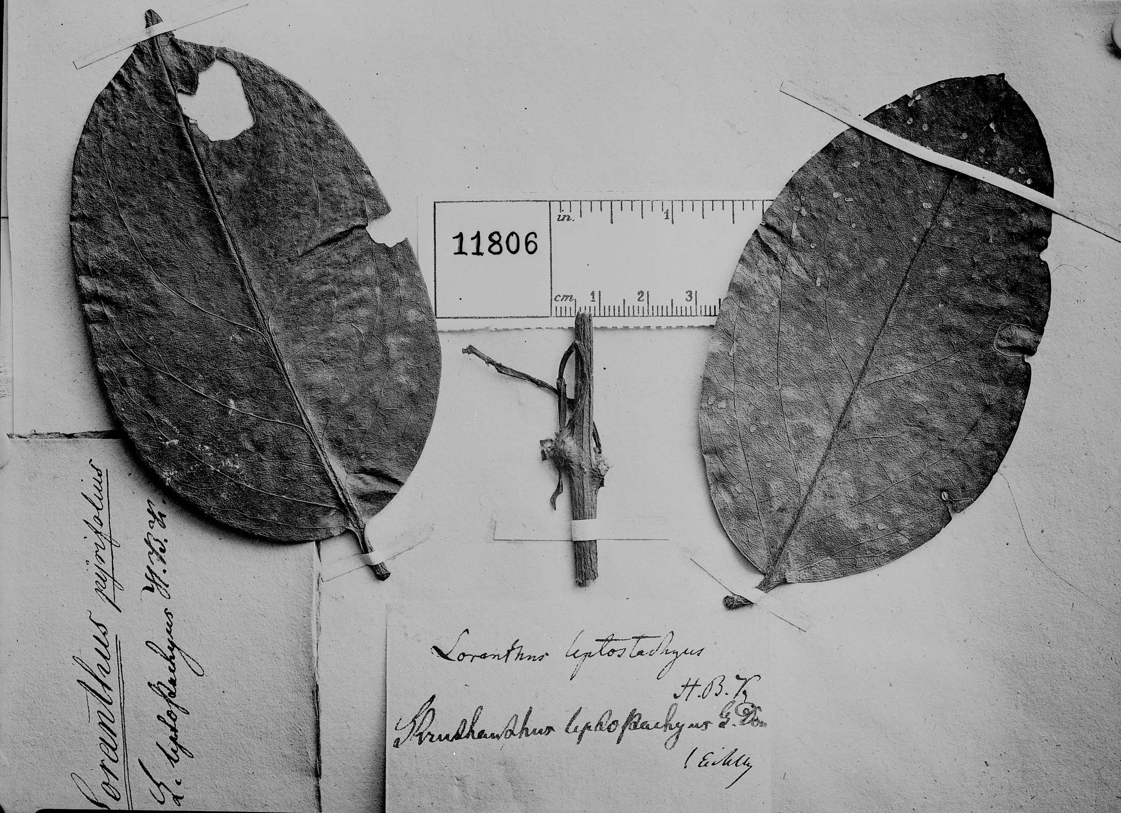 Loranthus pyrifolius image