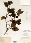 Solanum americanum image