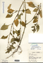 Solanum americanum image