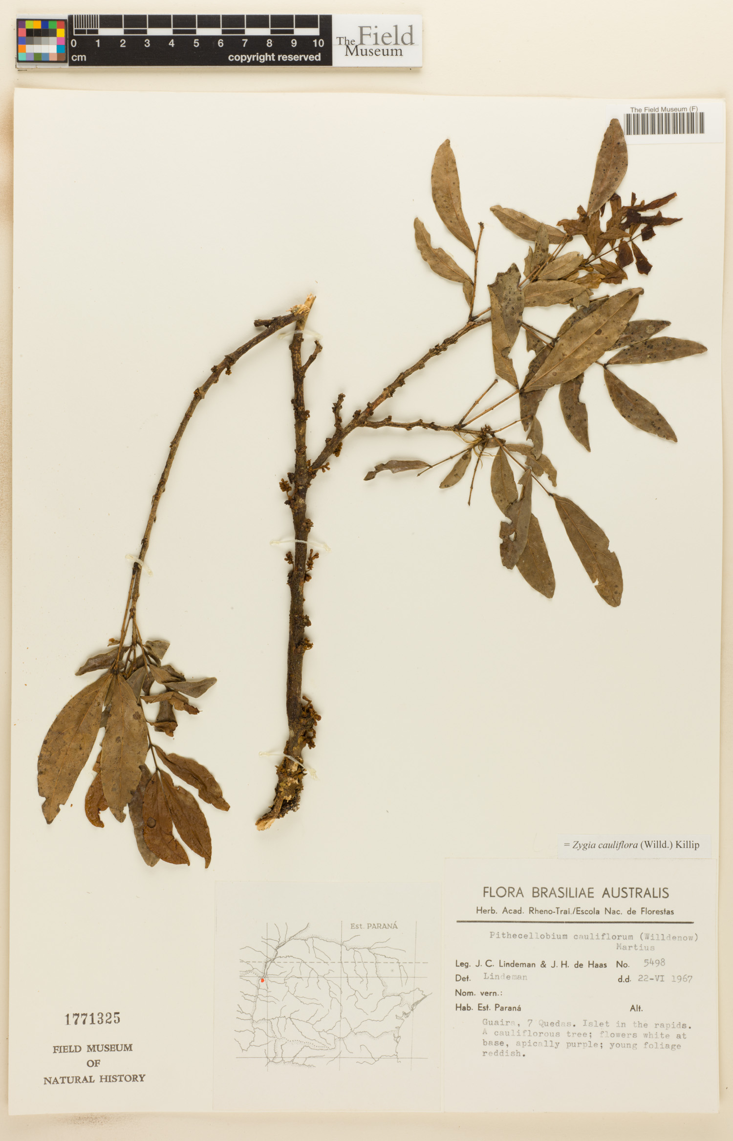 Zygia cauliflora image