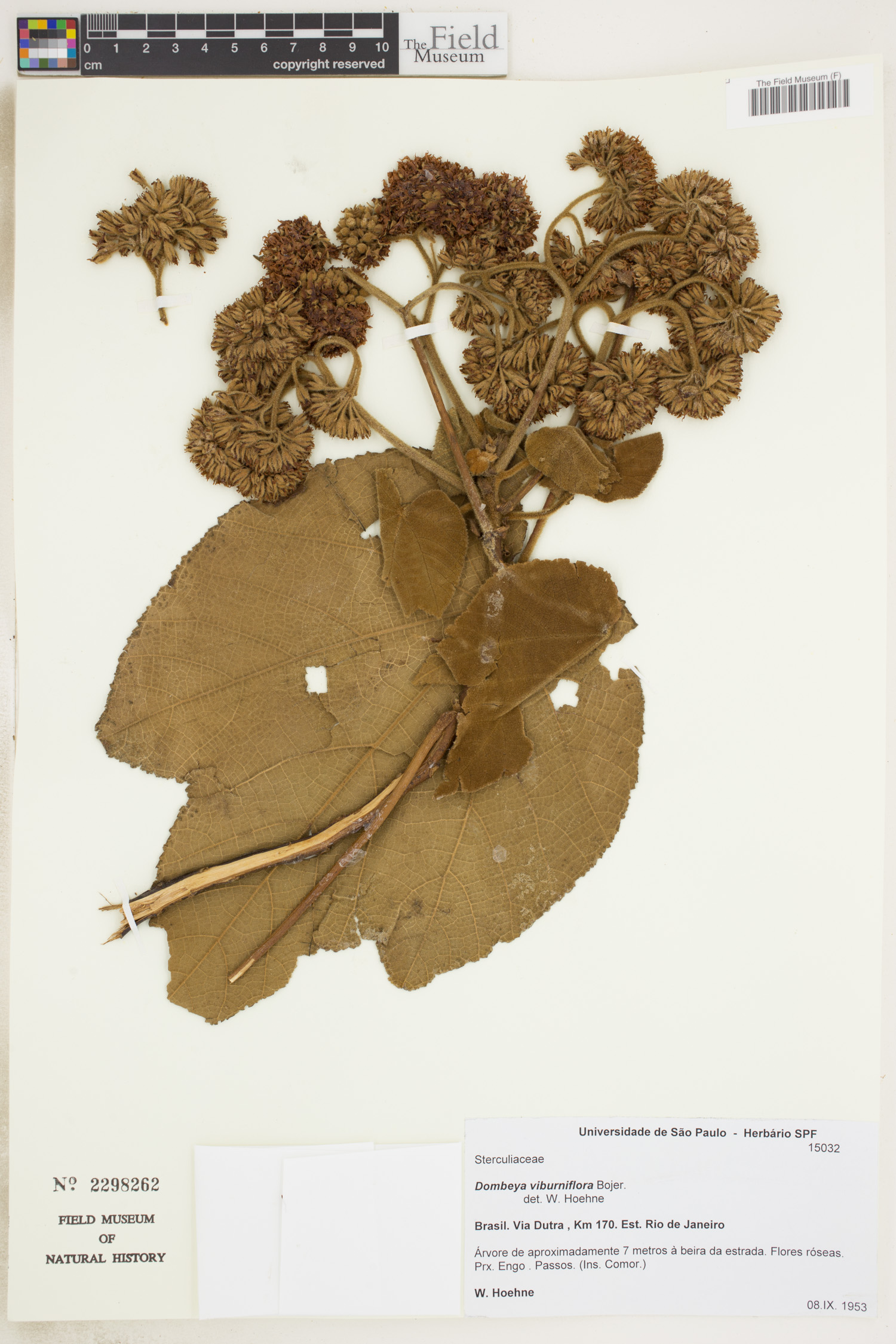 Dombeya viburniflora image