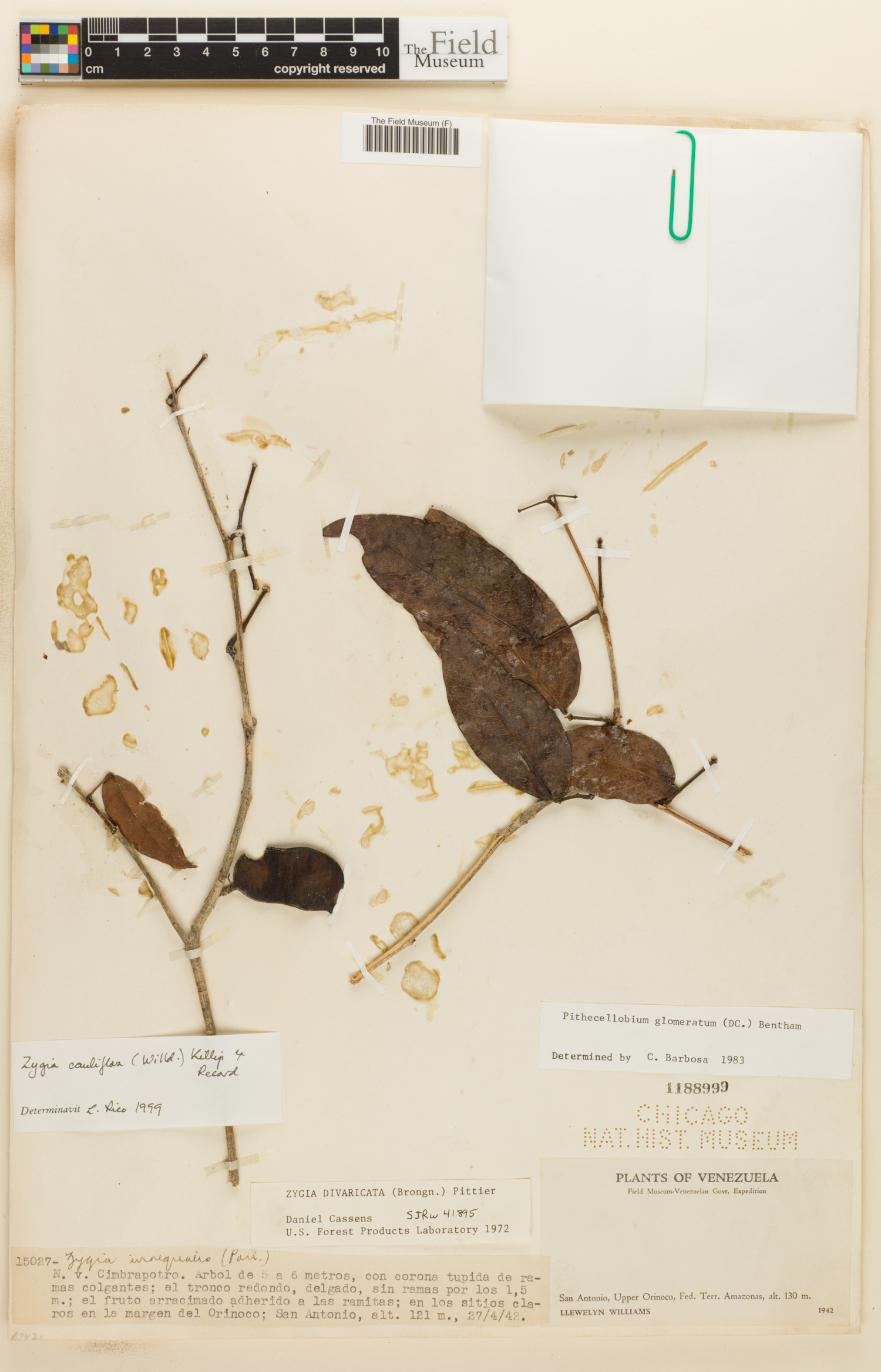 Zygia cauliflora image