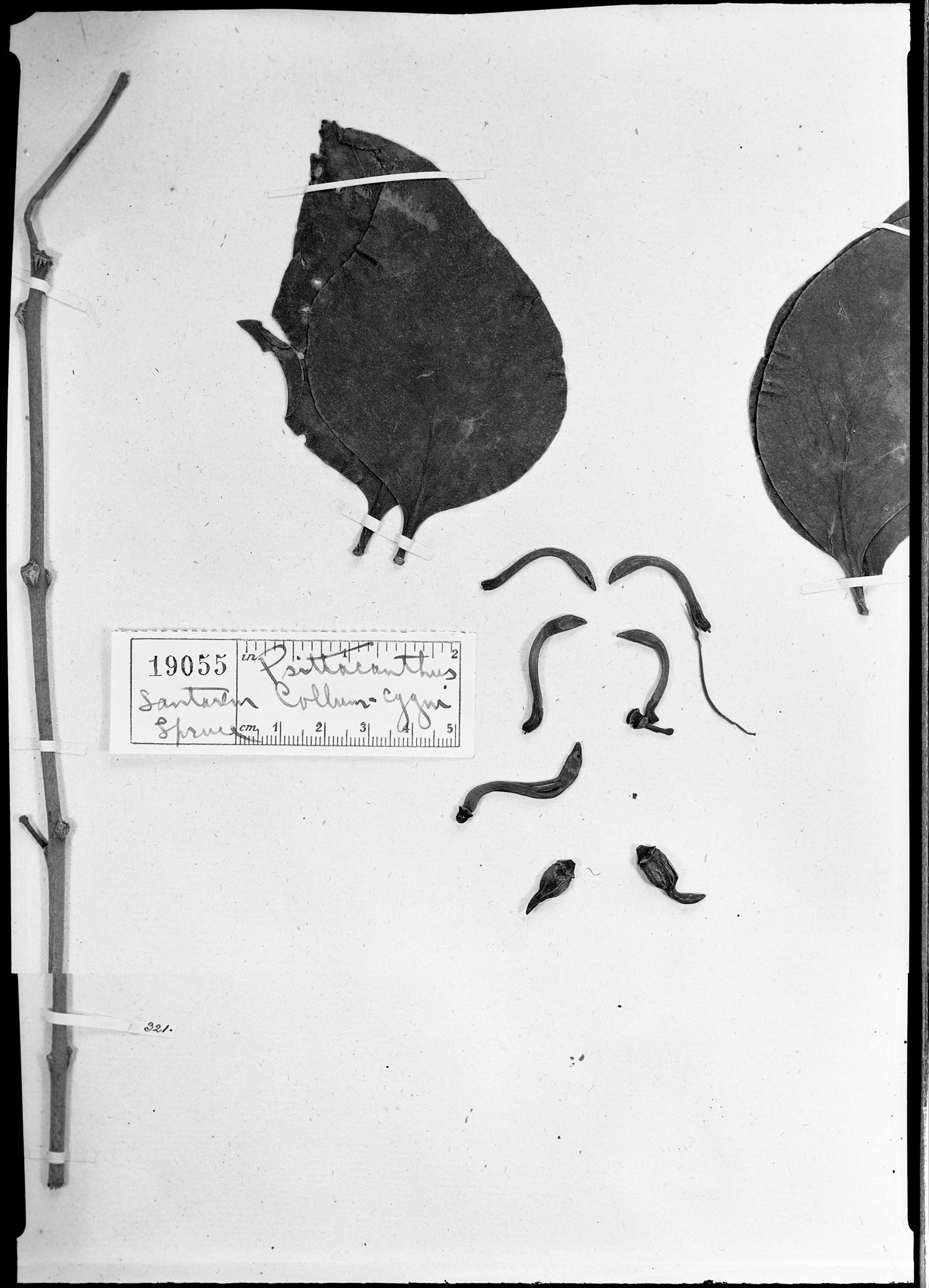 Psittacanthus collum-cygni image