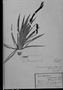 Barbacenia longiflora image
