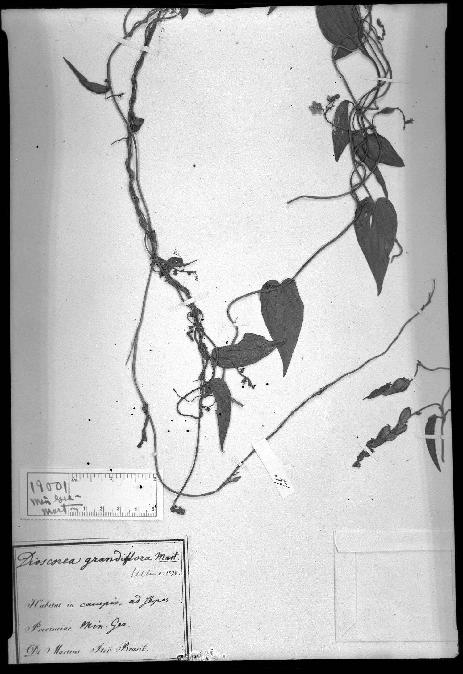 Dioscorea grandiflora image
