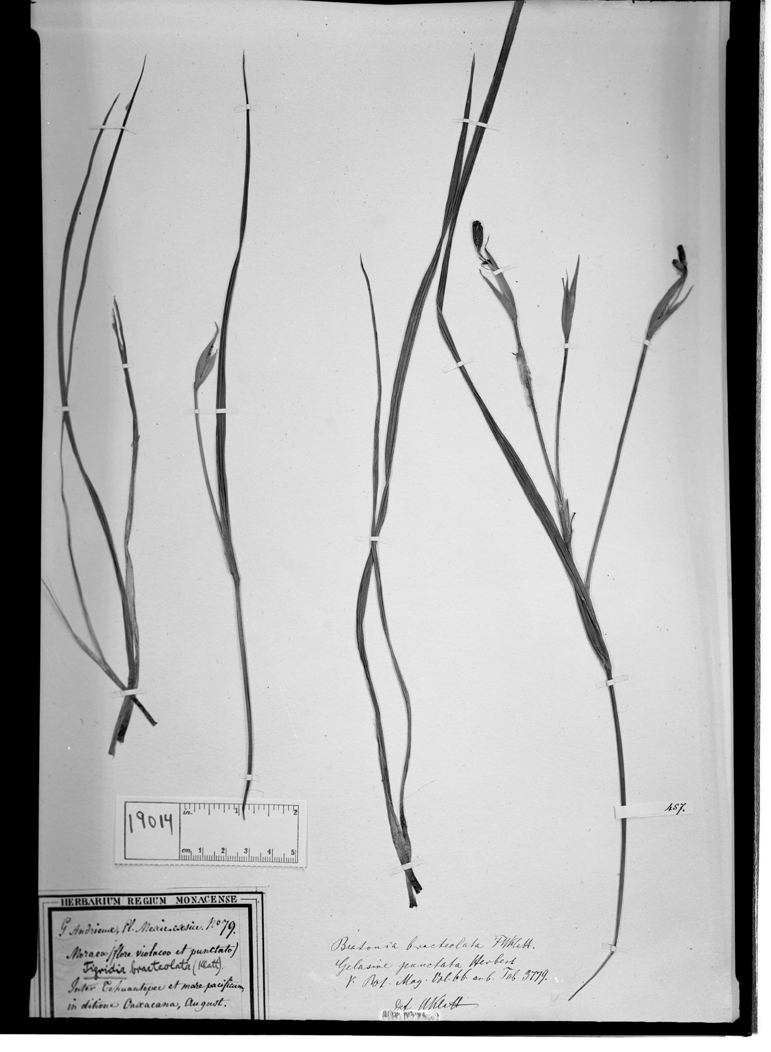 Tigridia bracteolata image