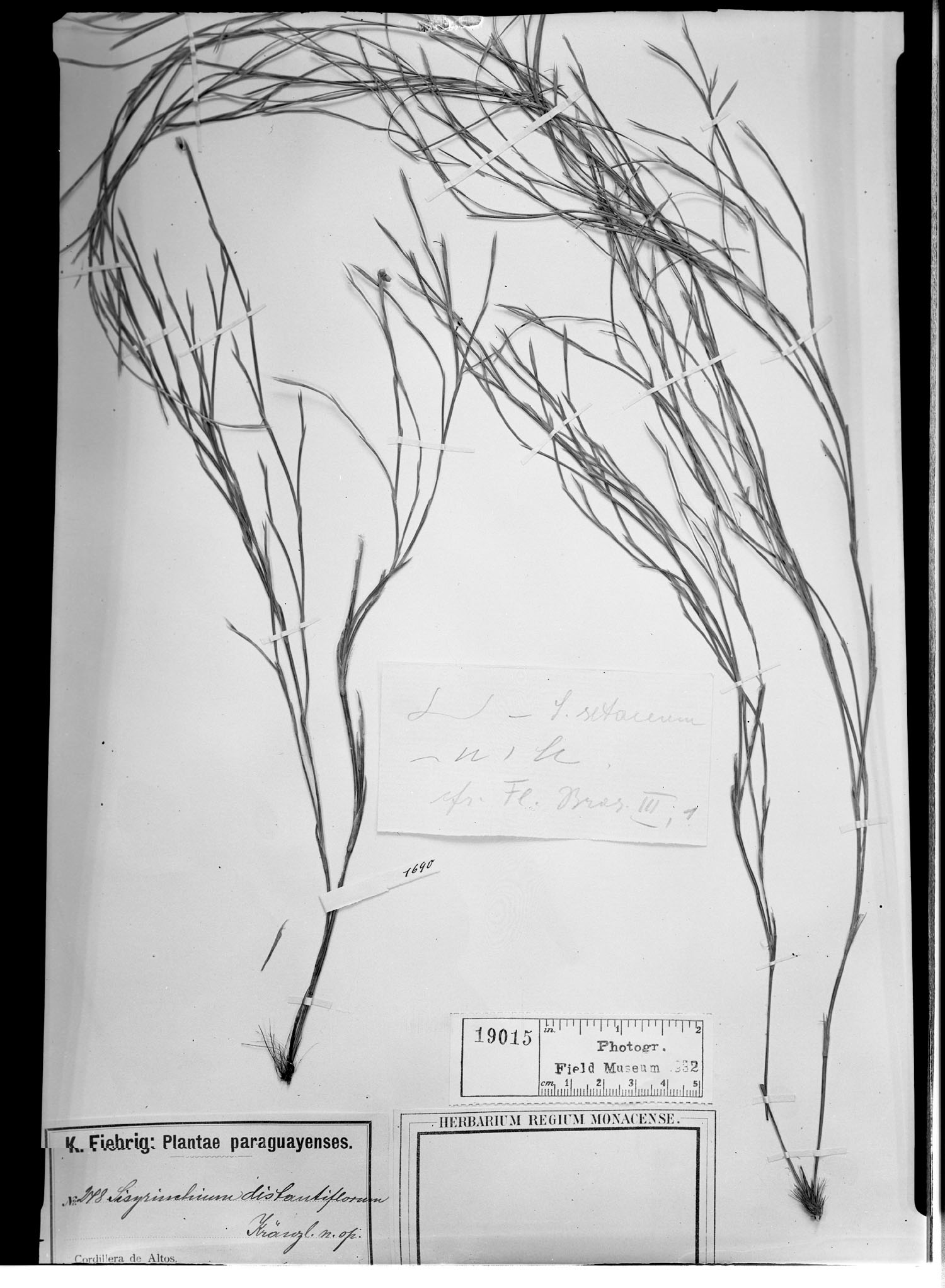 Sisyrinchium vaginatum subsp. vaginatum image