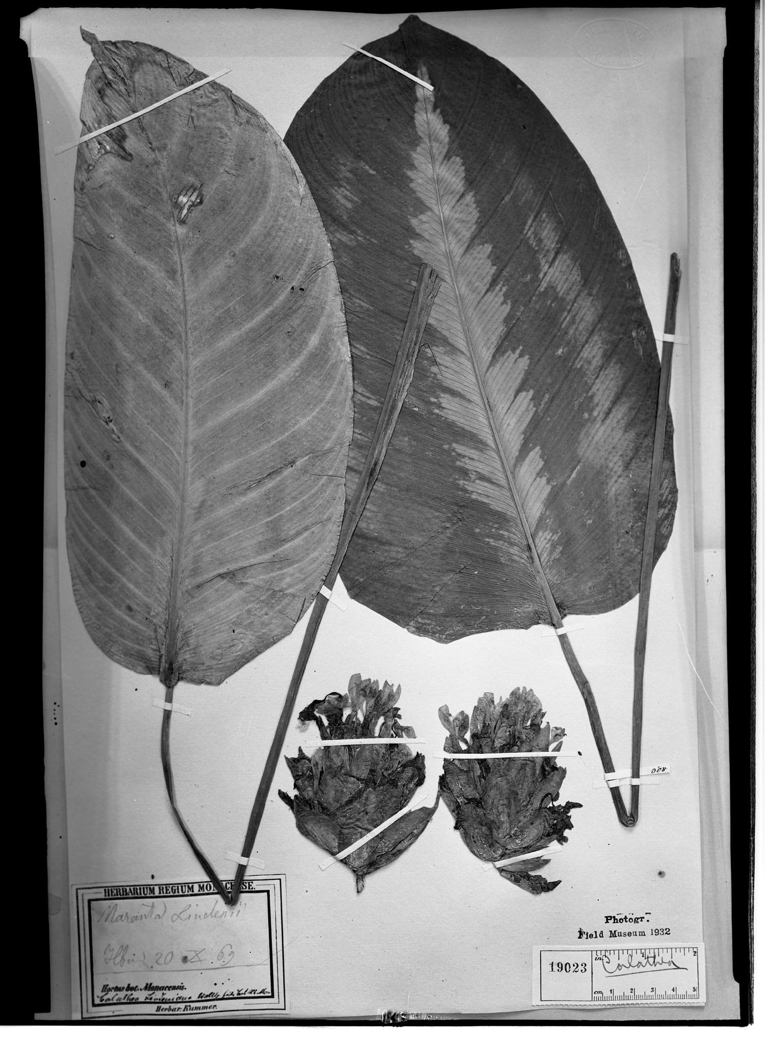 Goeppertia lindeniana image