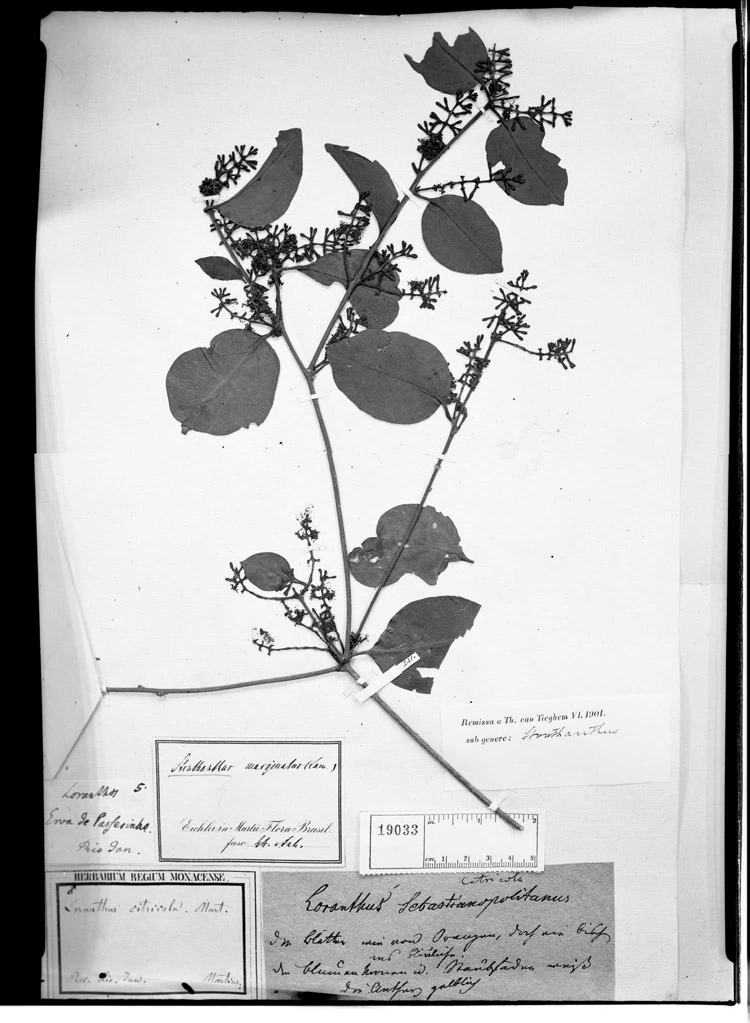 Struthanthus citricola image