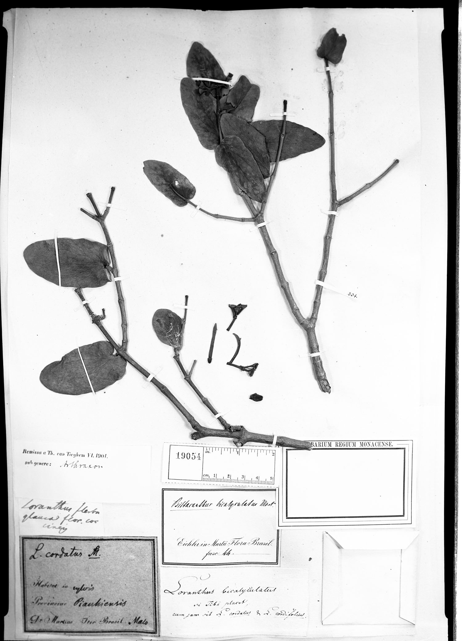 Psittacanthus bicalyculatus image