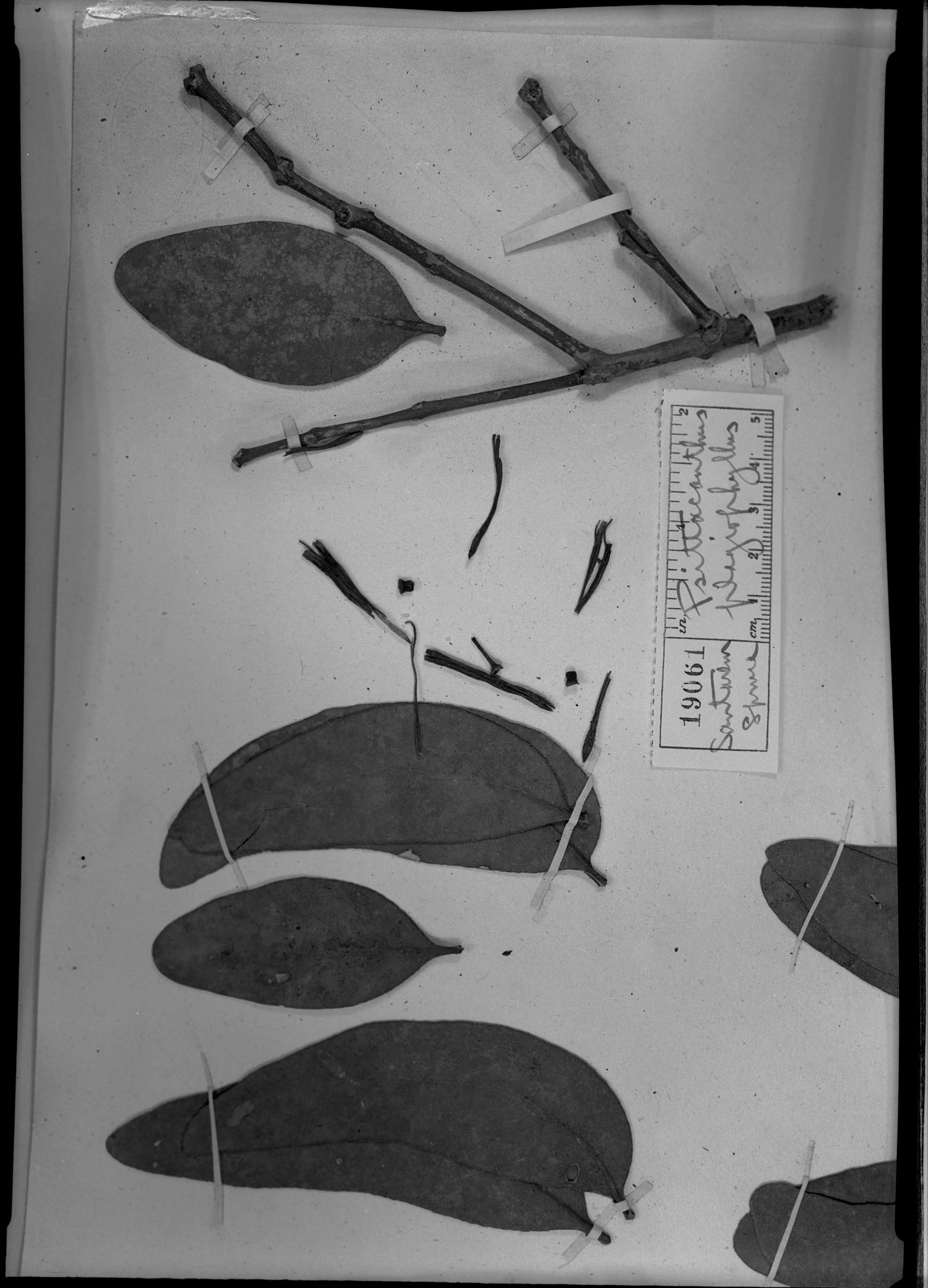 Psittacanthus plagiophyllus image