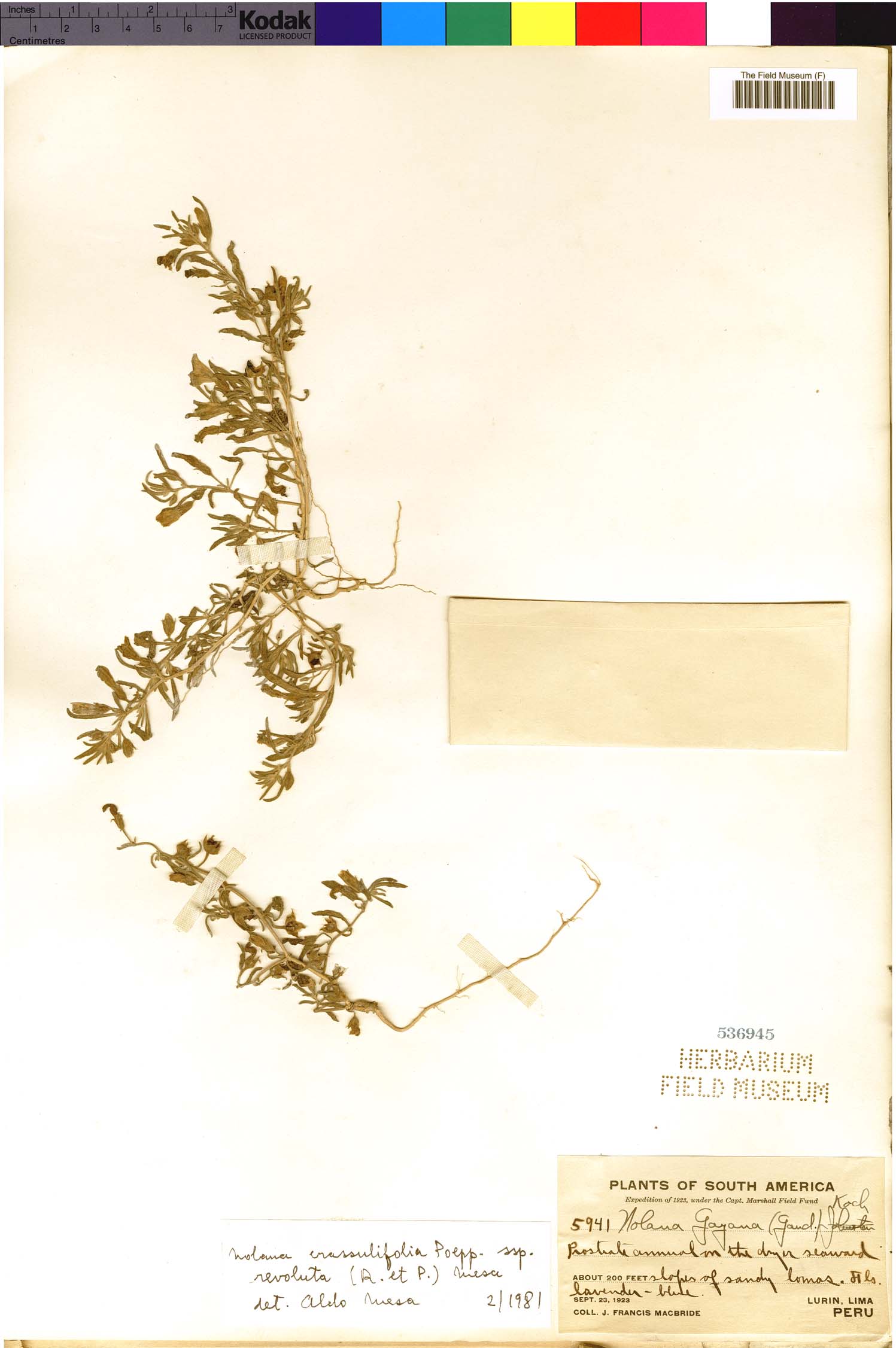 Nolana crassulifolia image