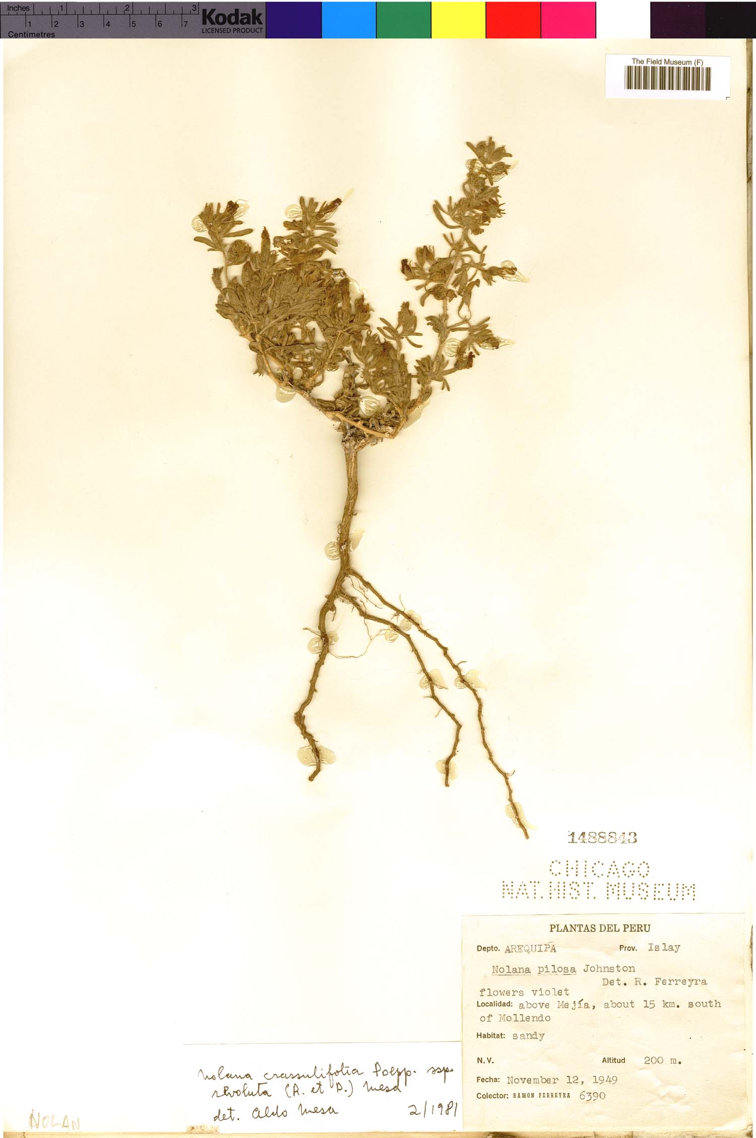 Nolana crassulifolia image
