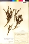 Nolana filifolia image