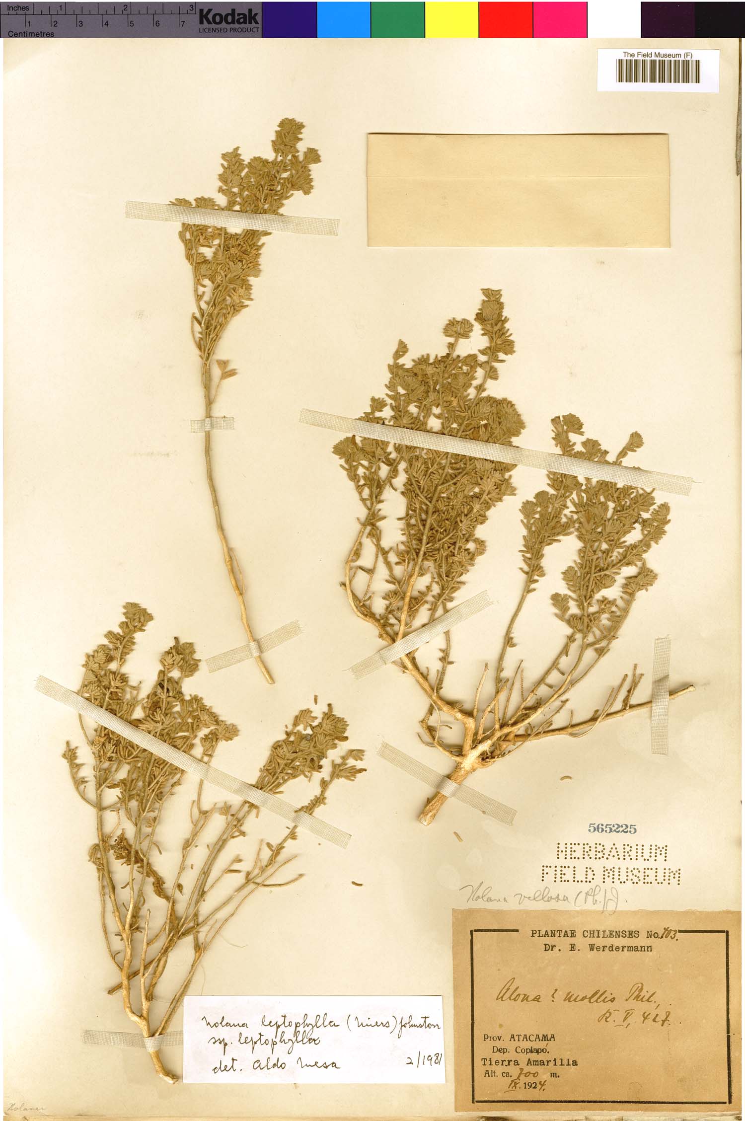 Nolana leptophylla image