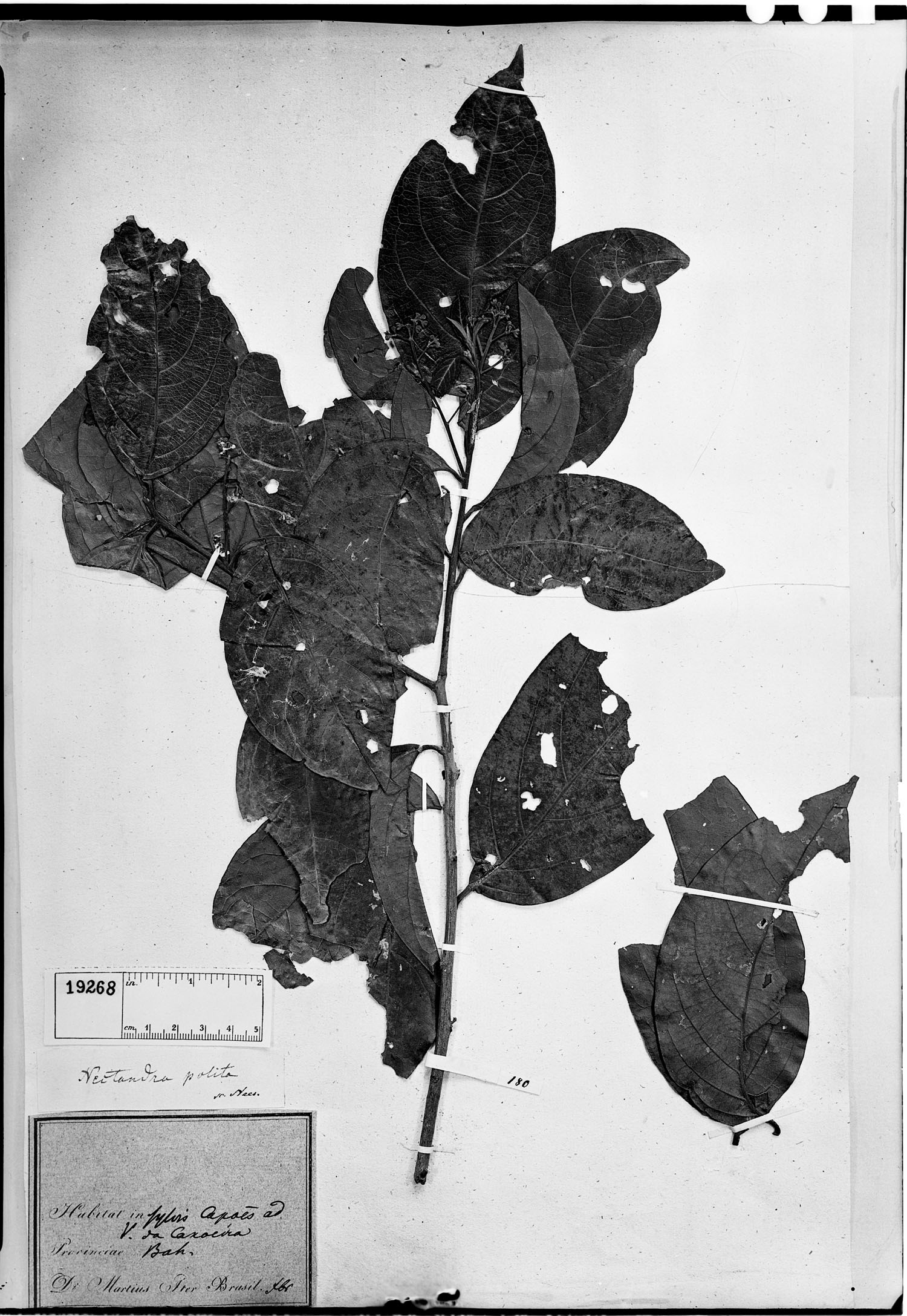 Damburneya image