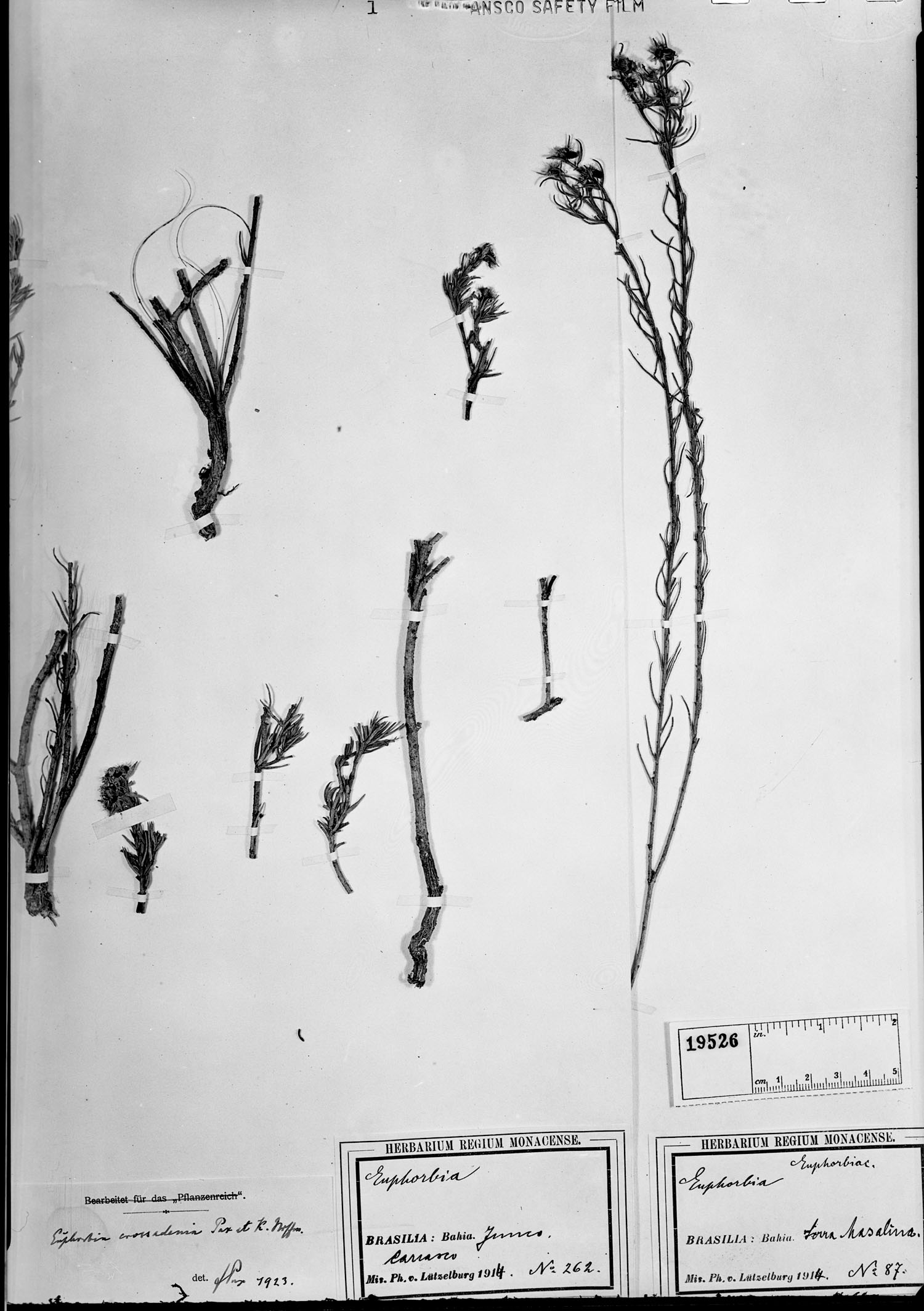 Euphorbia crossadenia image