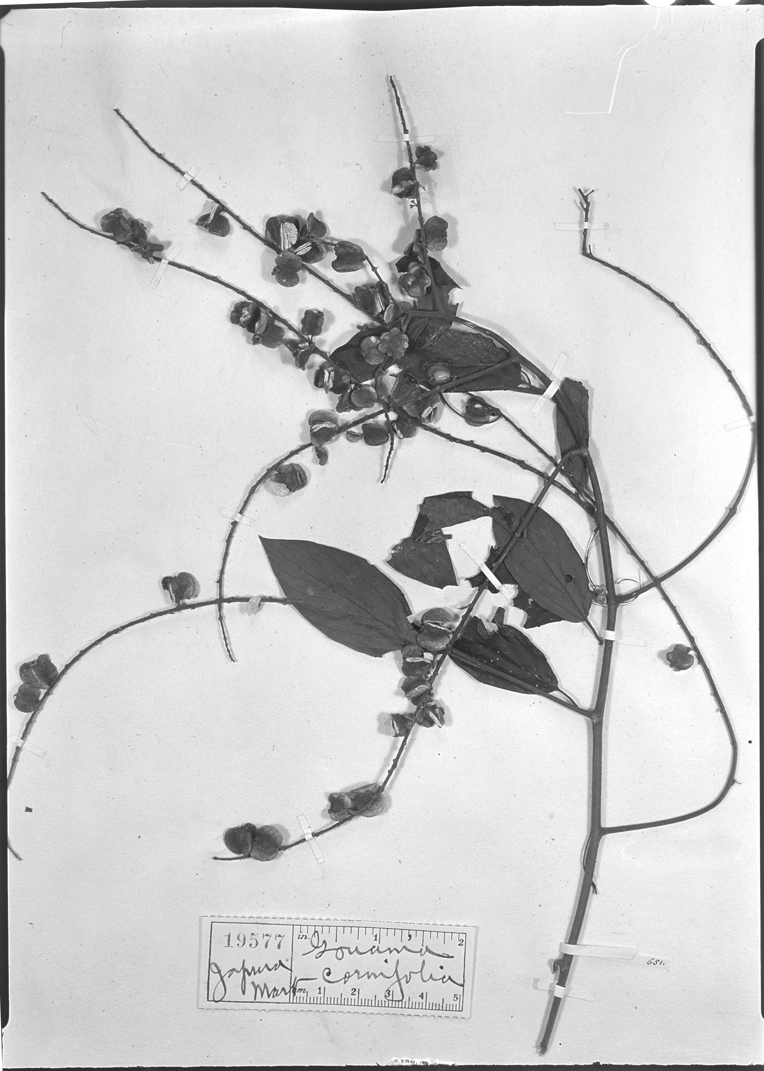 Gouania cornifolia image