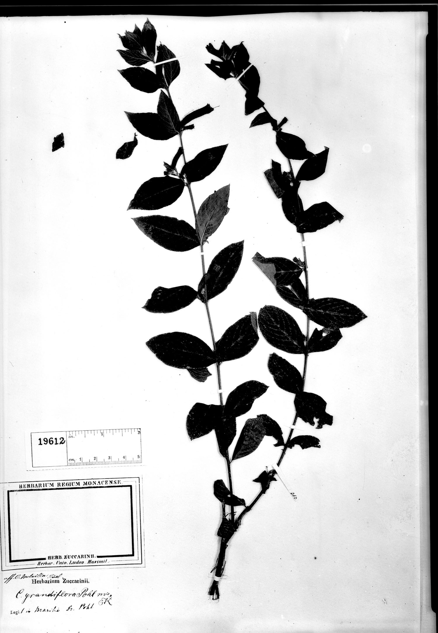 Cuphea grandiflora image