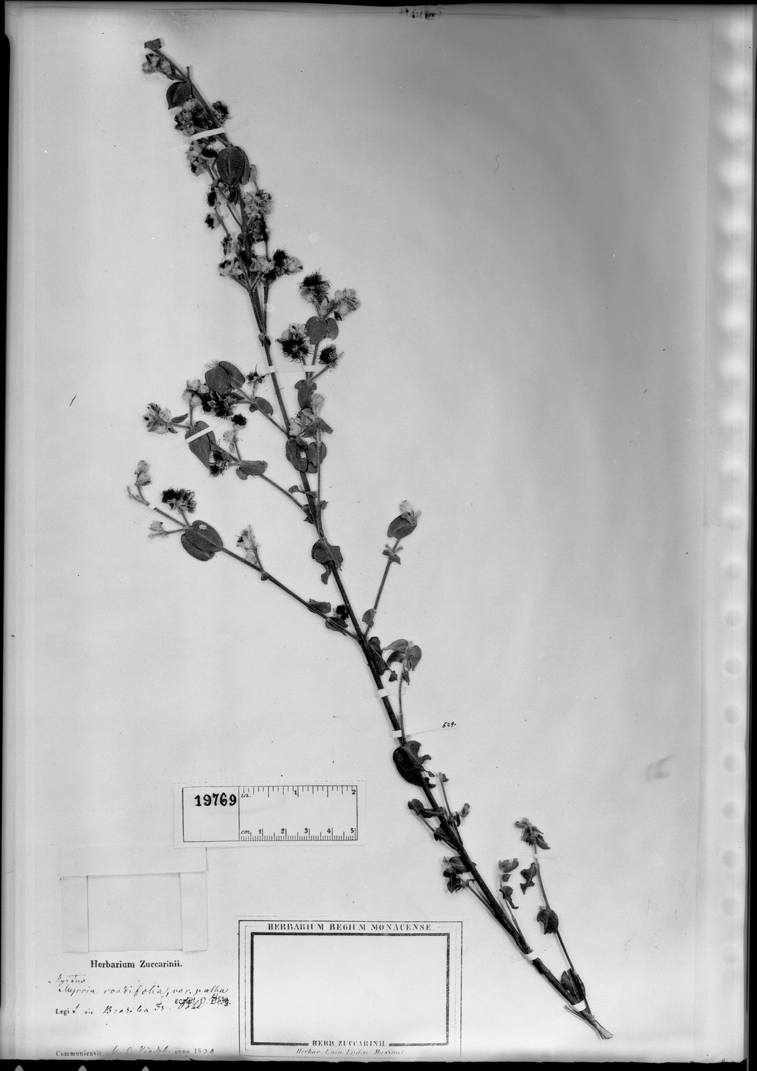Myrcia cordifolia image