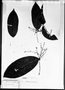 Gomidesia grandifolia image