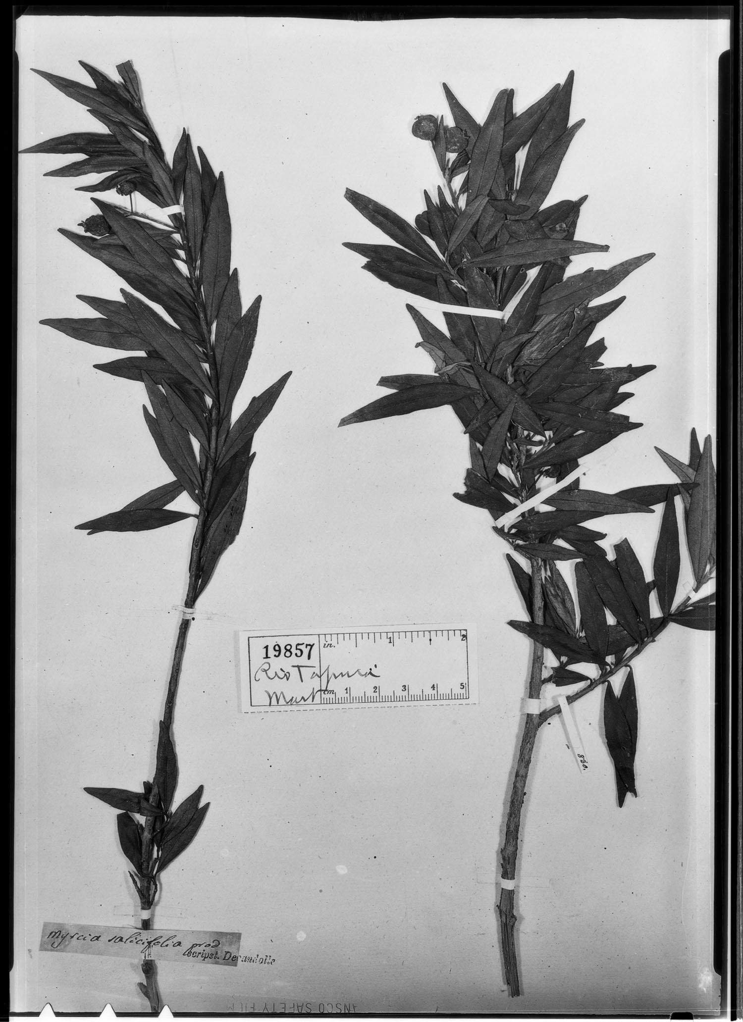 Myrcia salicifolia image