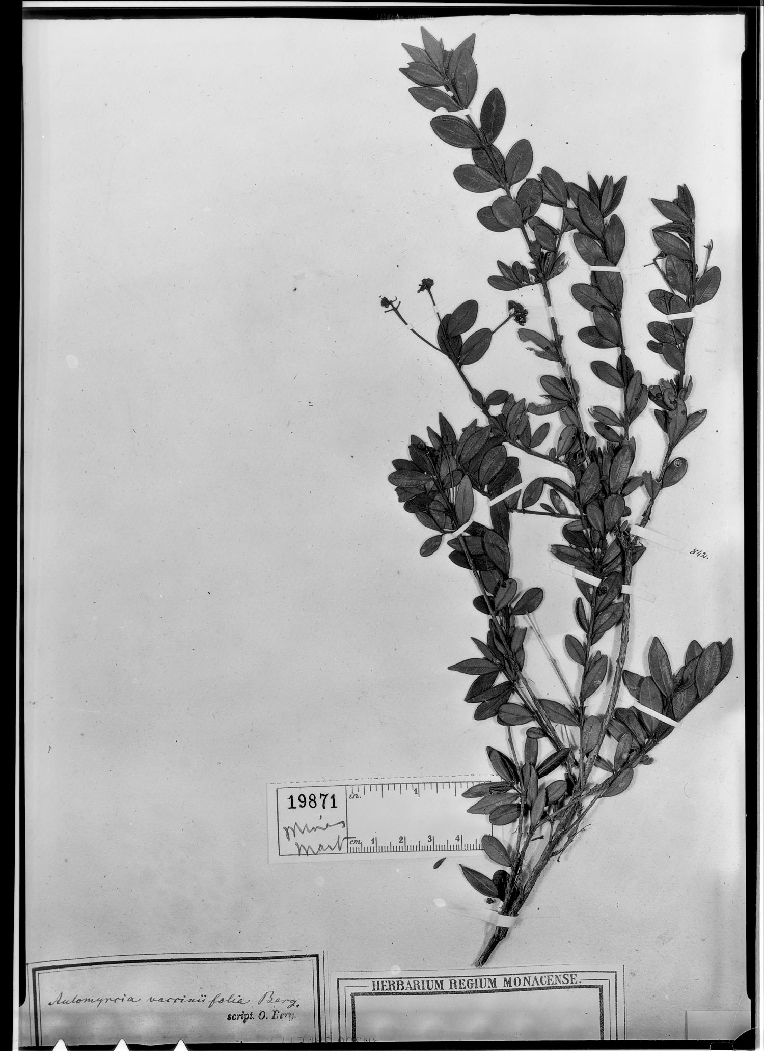Myrcia vacciniifolia image