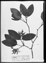 Calyptranthes loranthifolia image