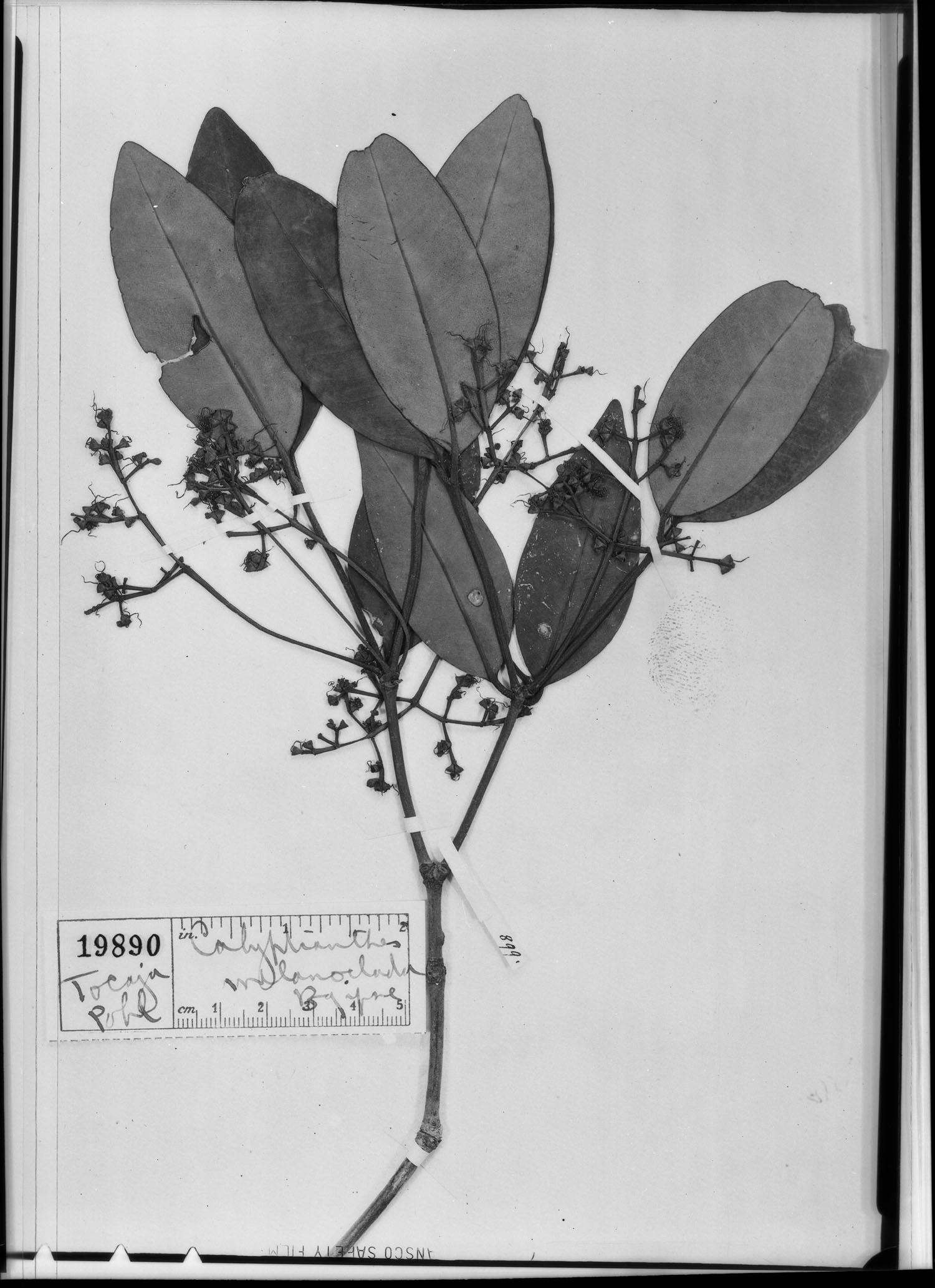 Calyptranthes melanoclada image