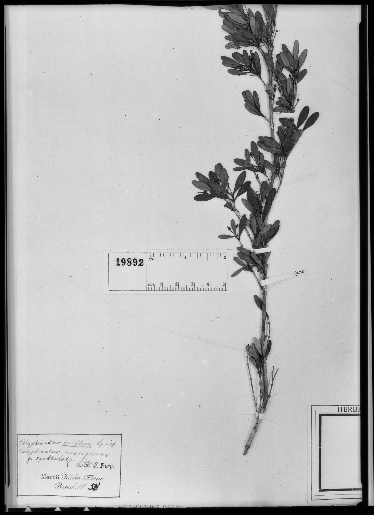 Calyptranthes uniflora image
