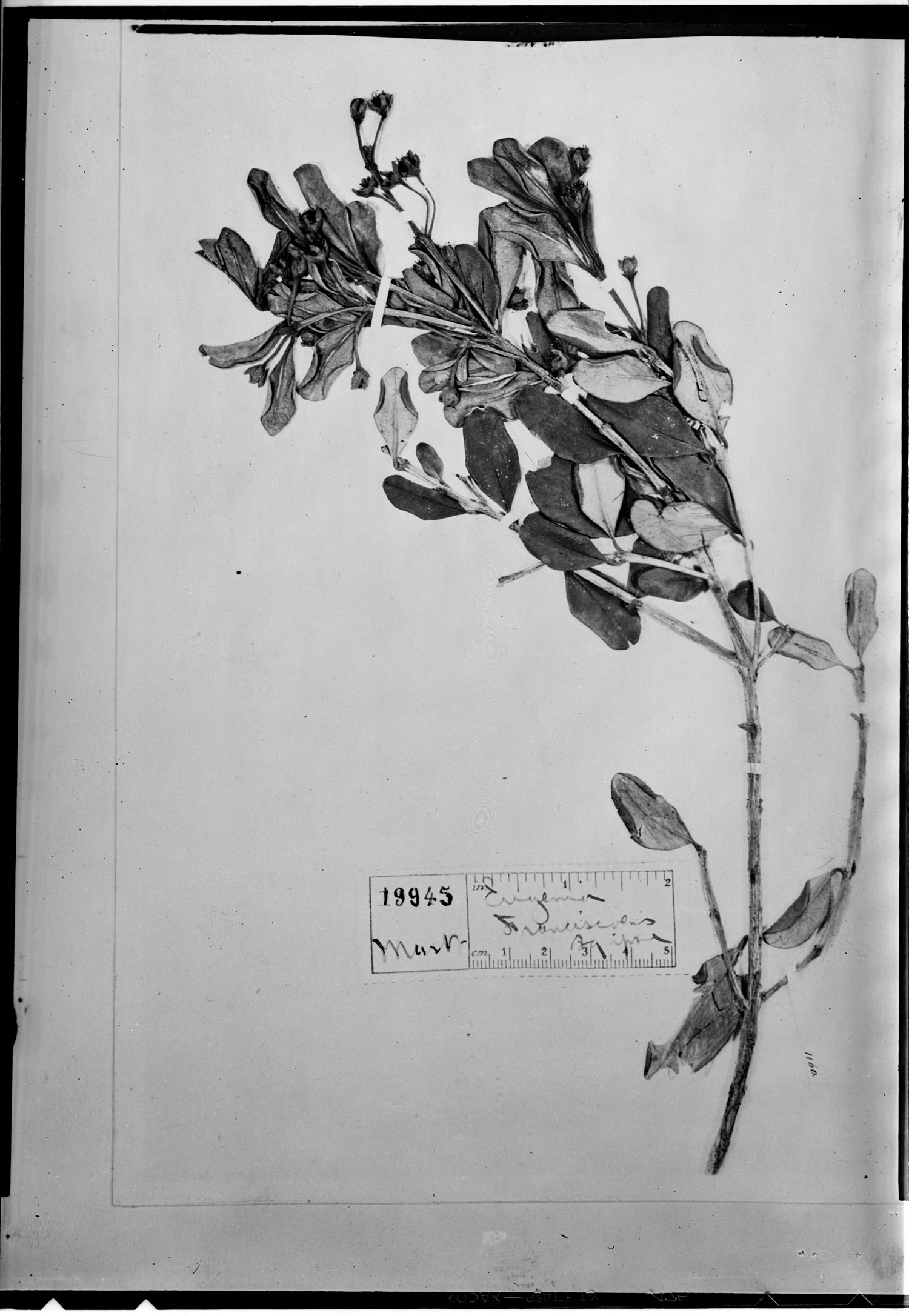 Myrceugenia franciscensis image