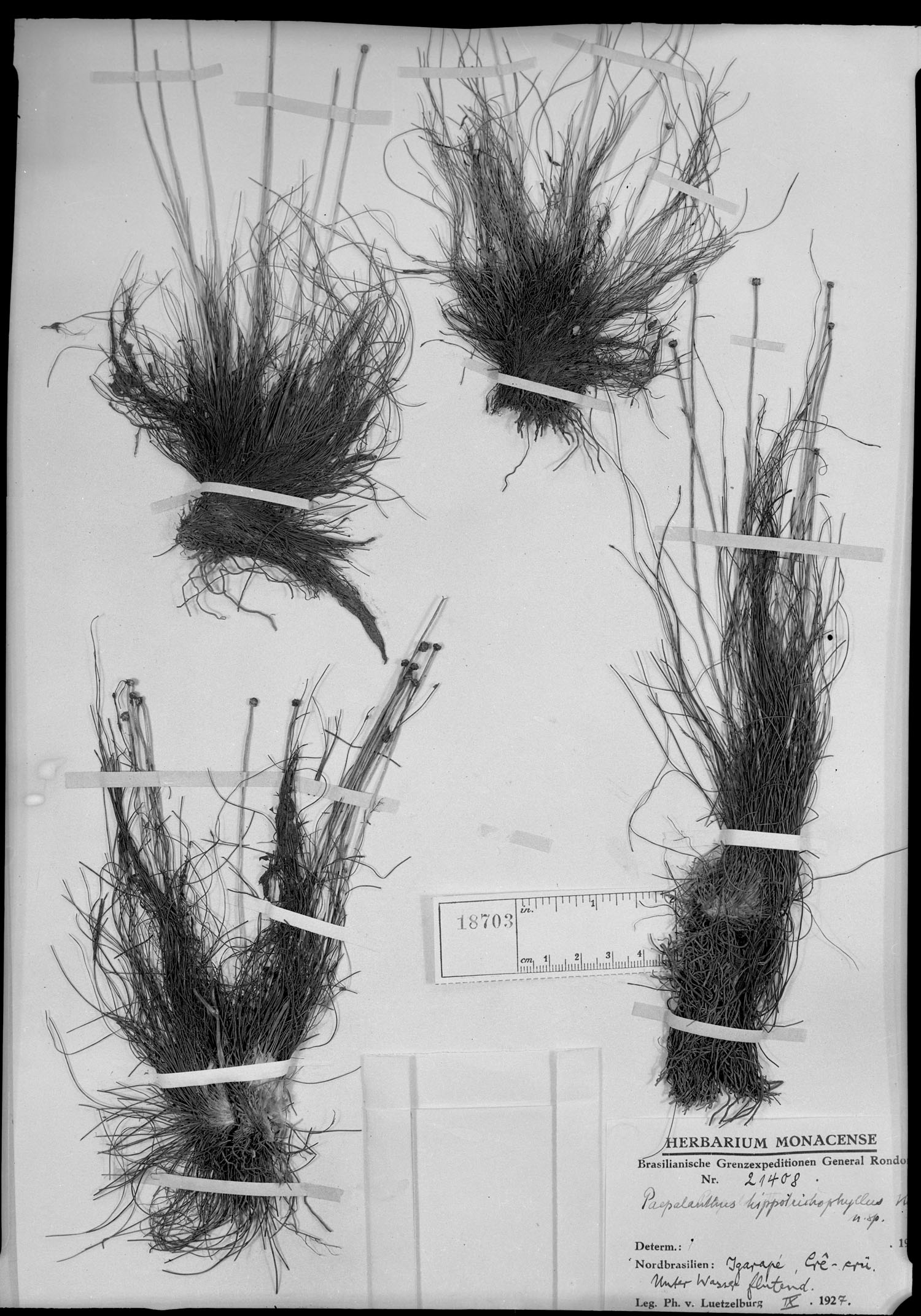 Paepalanthus hippotrichophyllus image