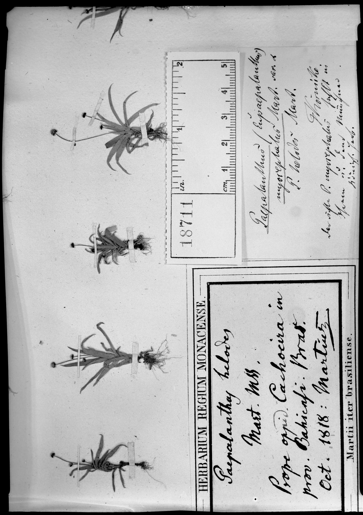 Paepalanthus myocephalus image