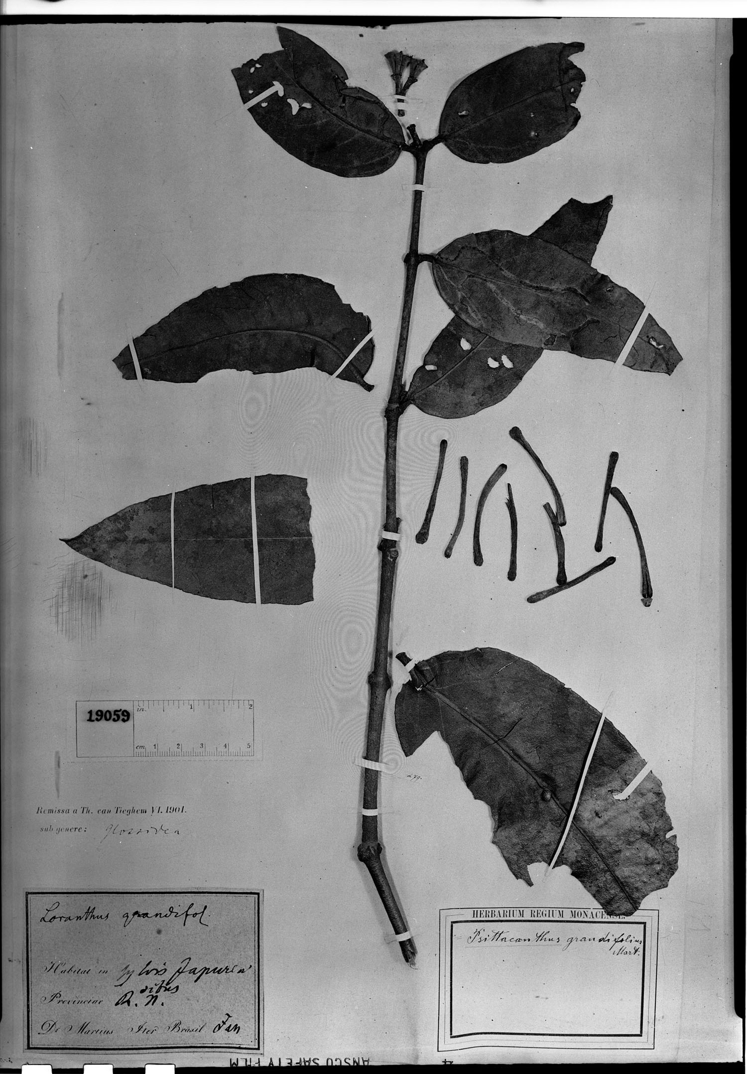 Psittacanthus grandifolius image