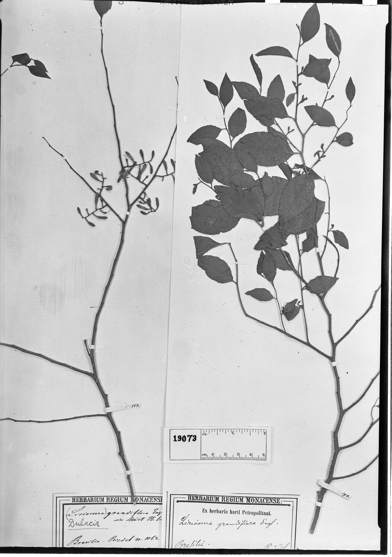 Liriosma grandiflora image