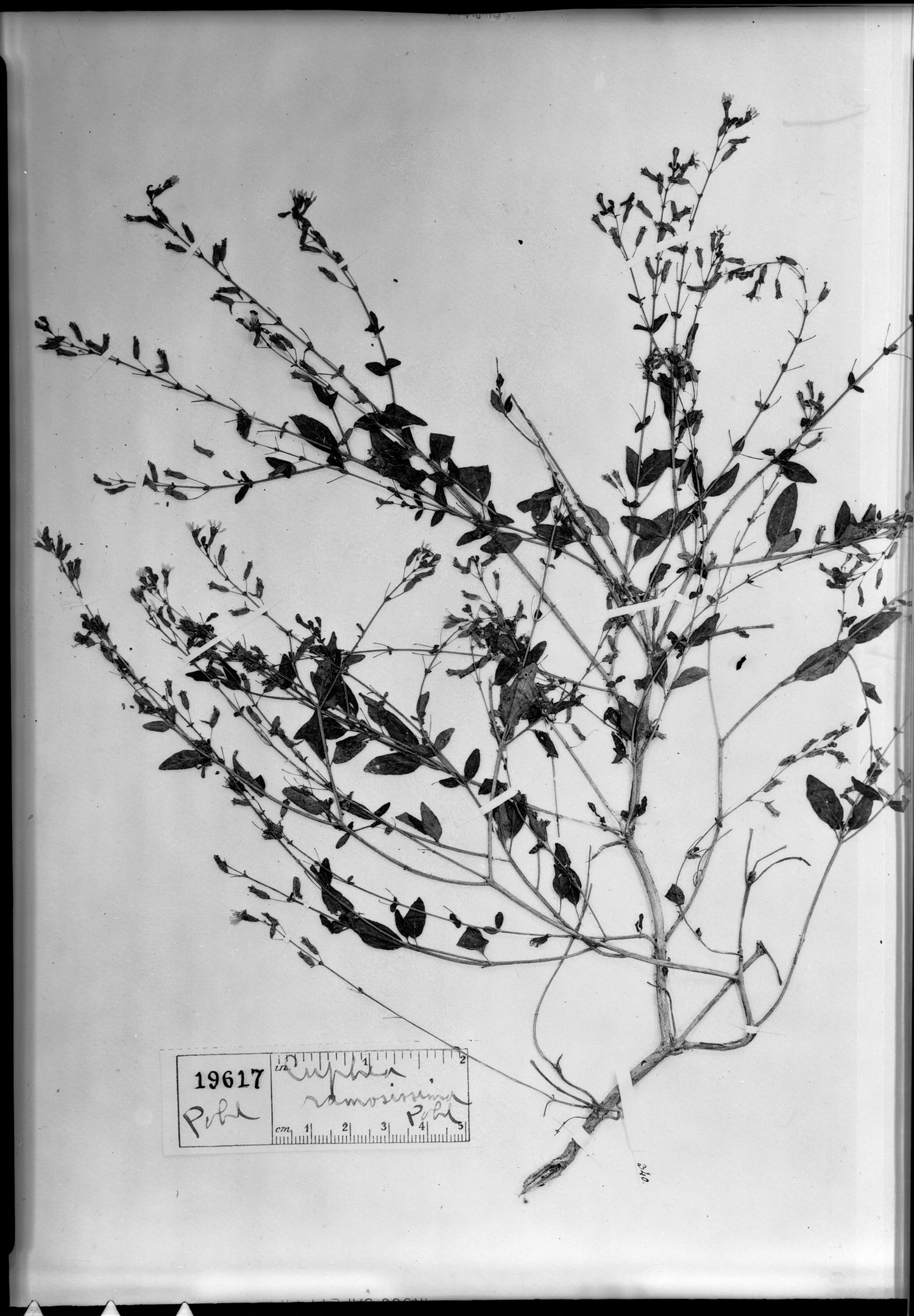 Cuphea ramosissima image