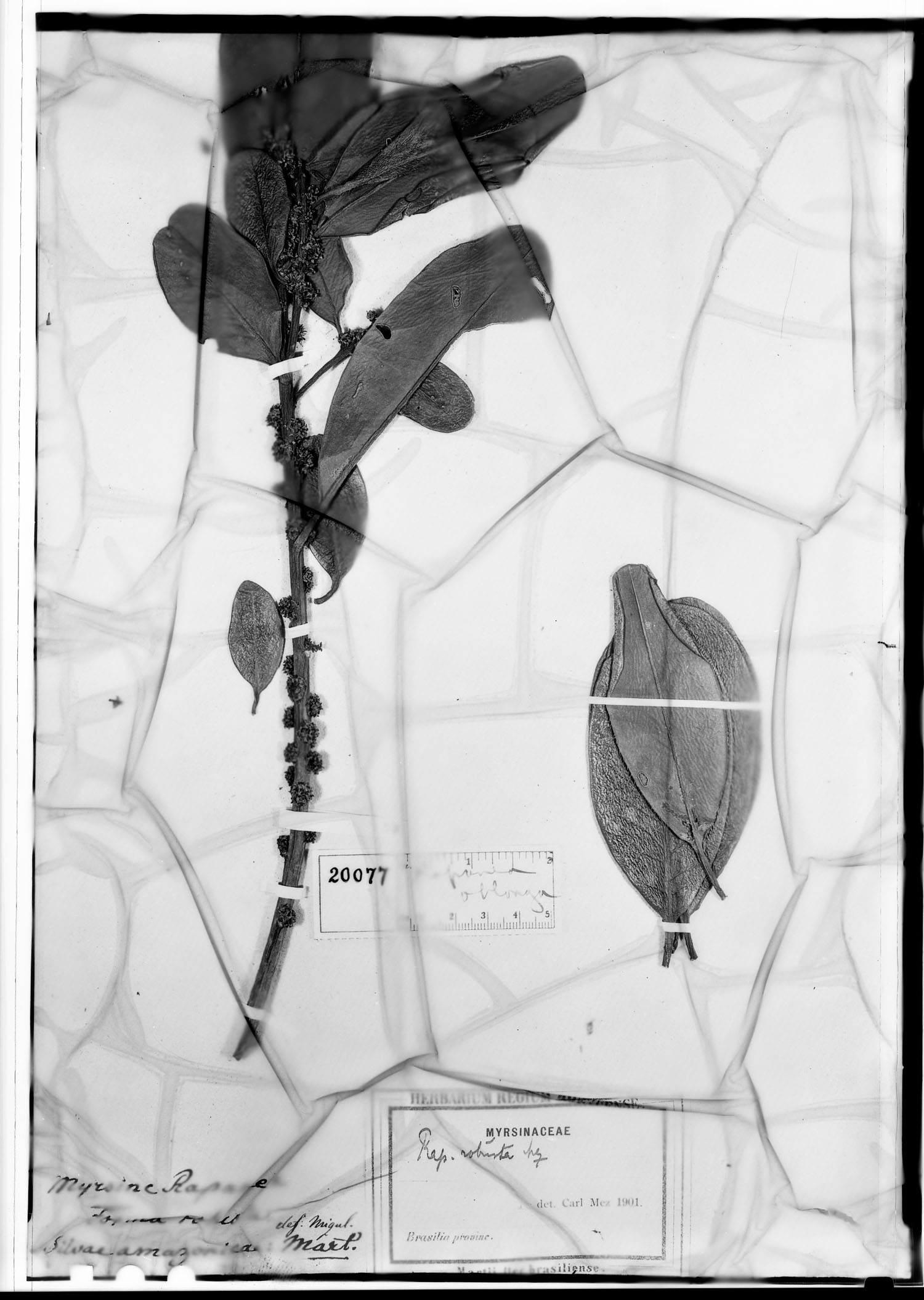 Myrsine guianensis image