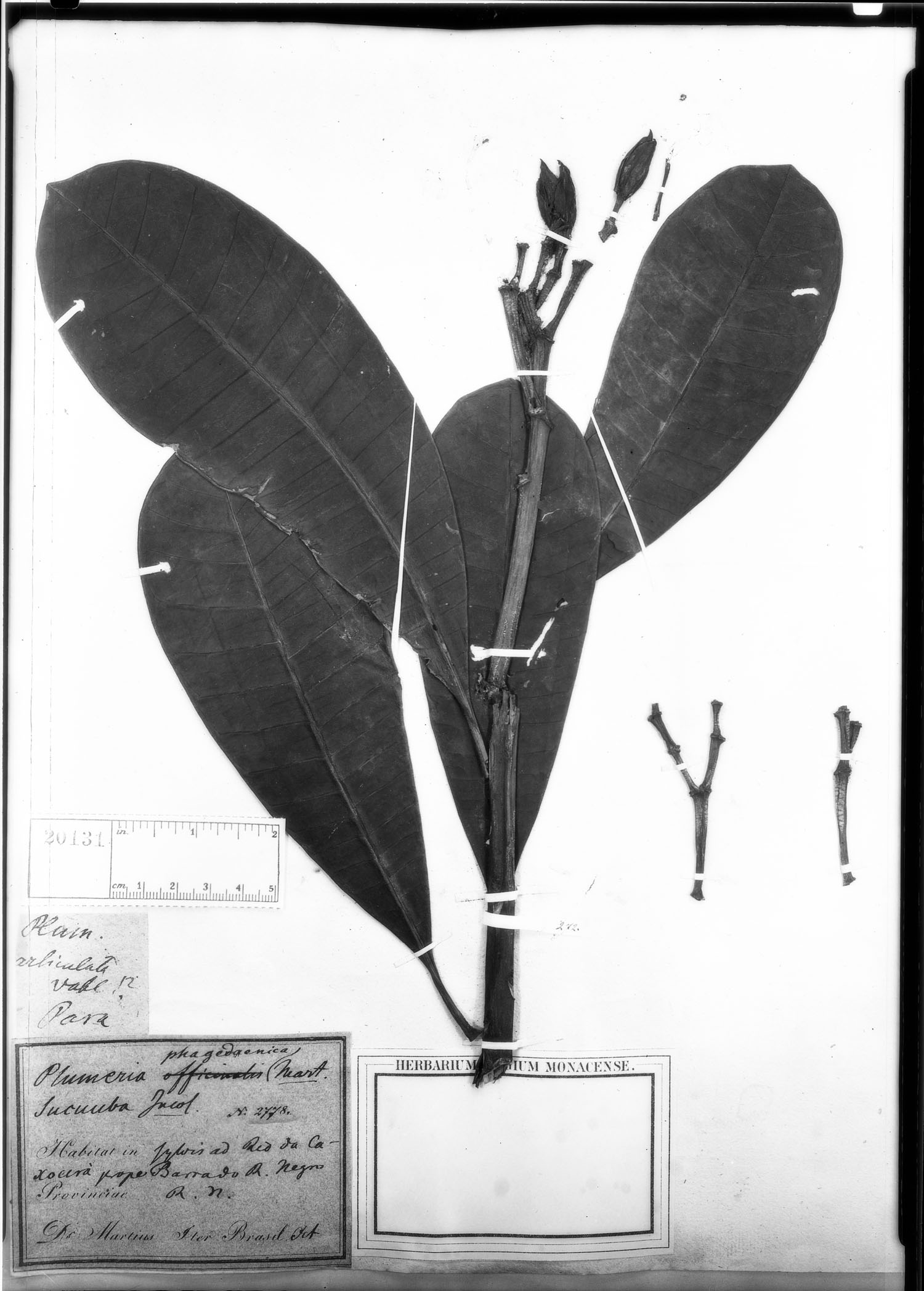 Plumeria phagedaenica image