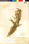Nolana sedifolia image