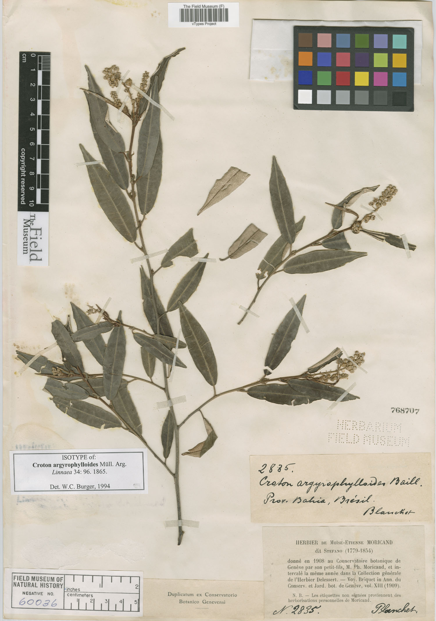 Croton tricolor image