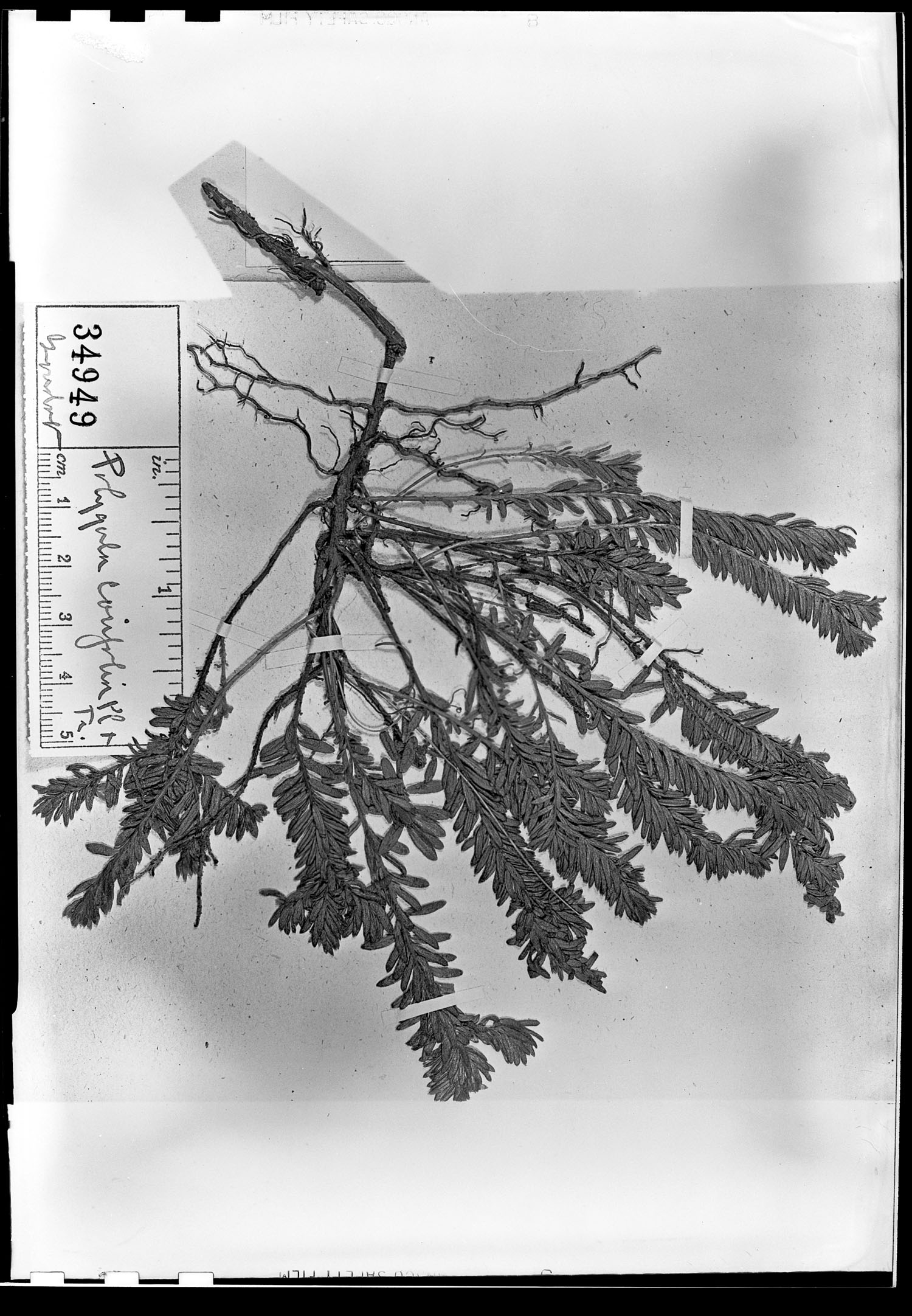 Polygala corifolia image