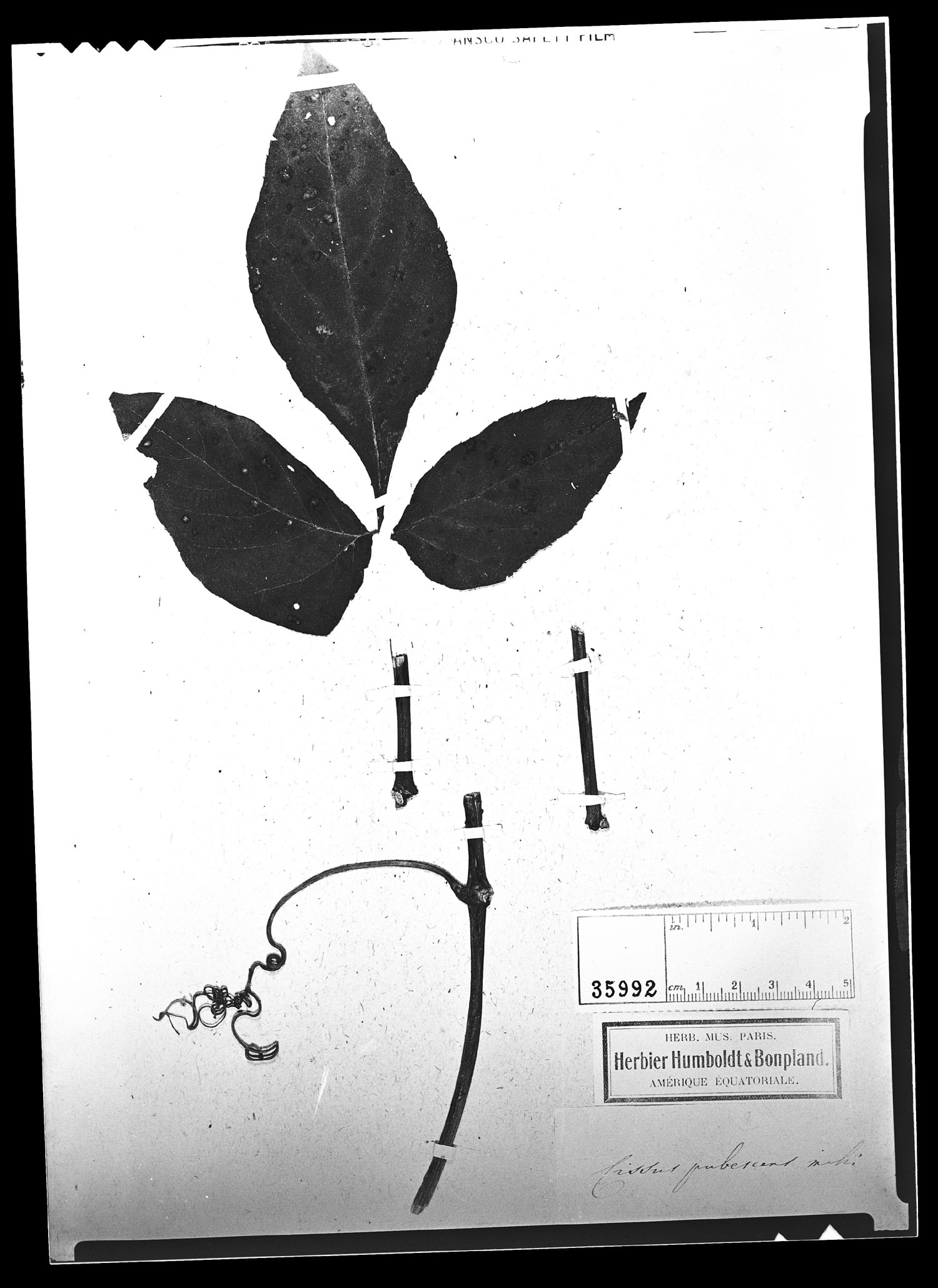 Cissus pubescens image